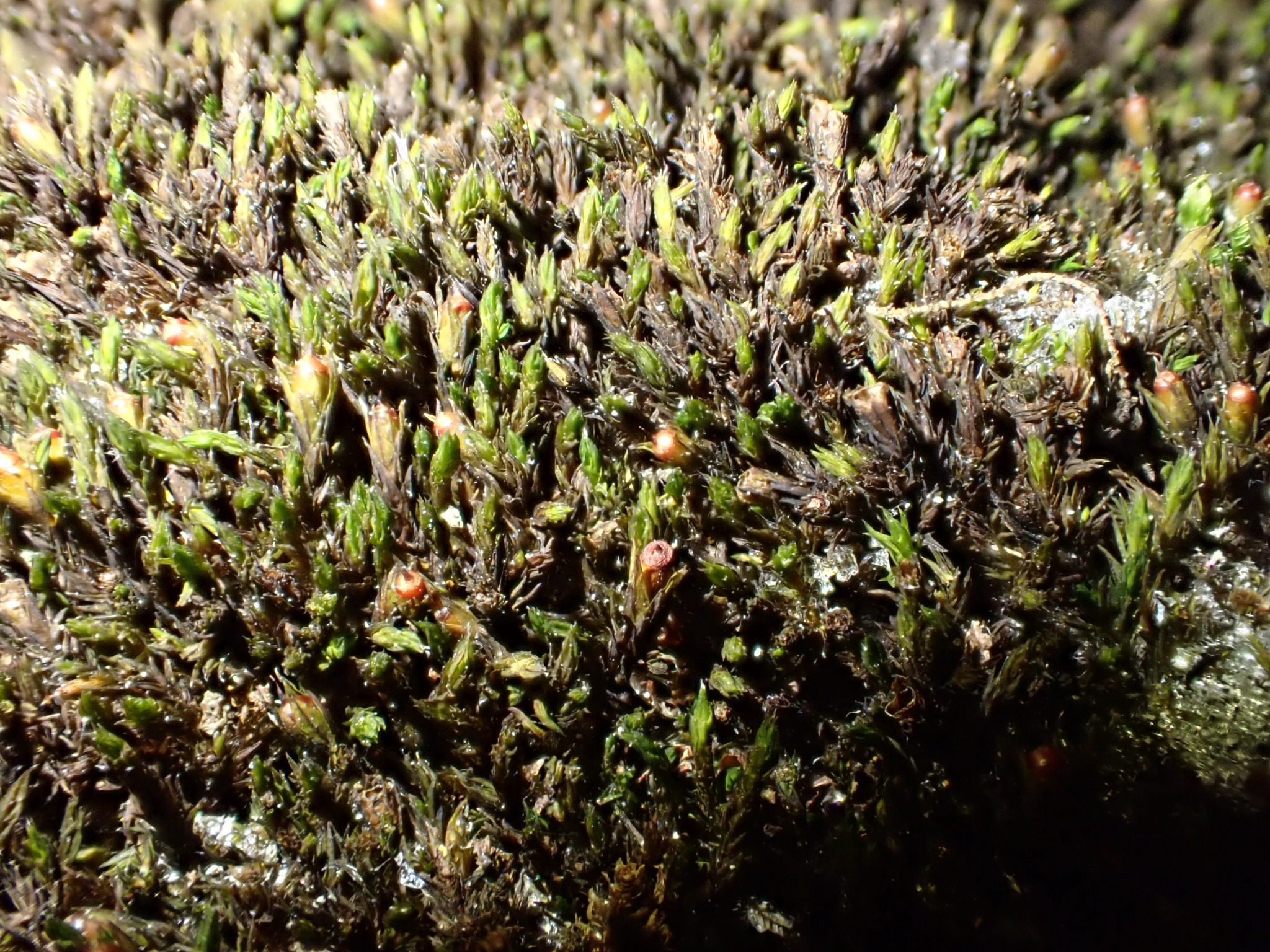 Schistidium crassipilum (Thickpoint Bloom Moss) (alternate view 11)