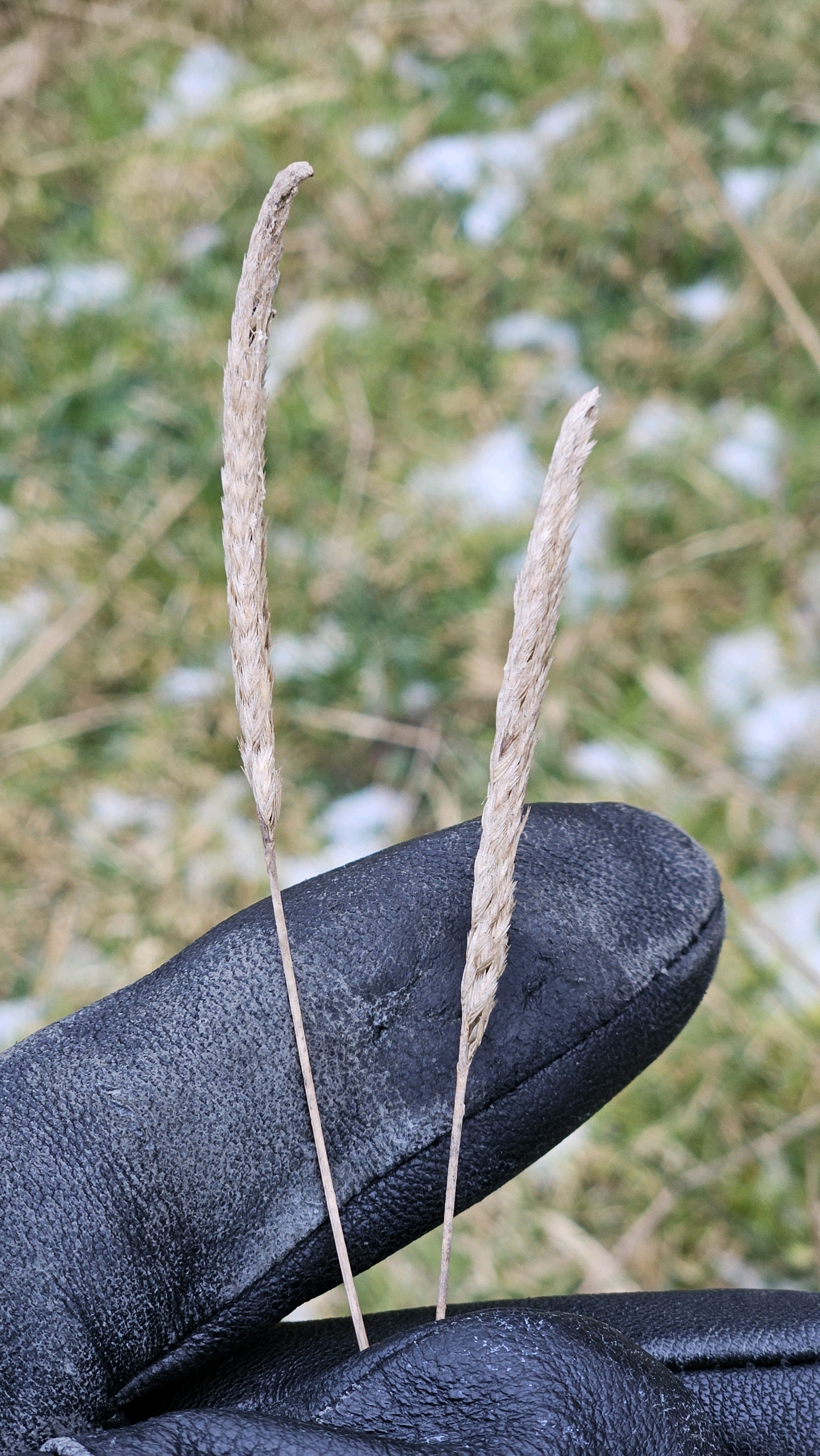 Cynosurus cristatus (crested dogtail grass) (alternate view 14)