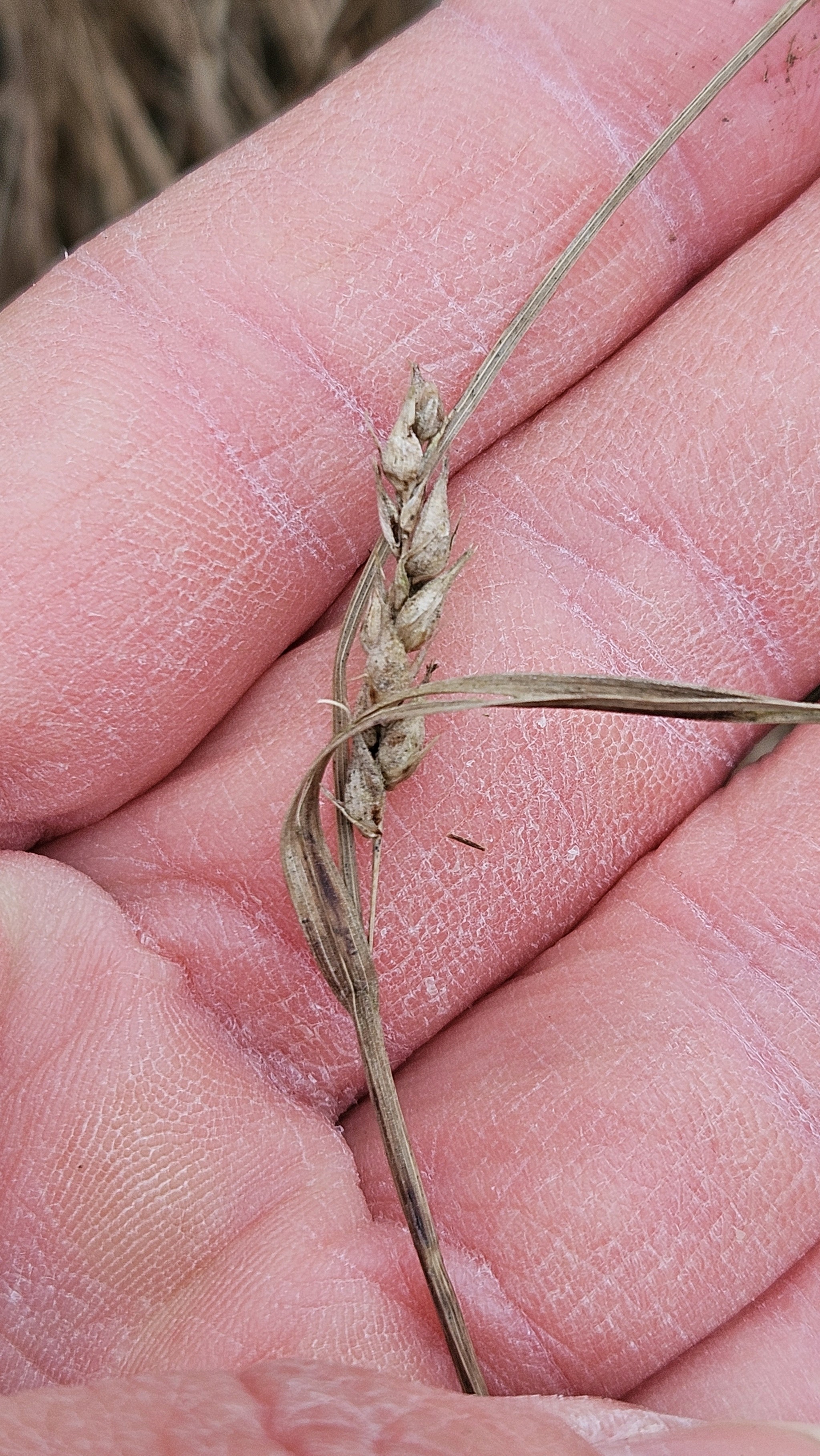 Carex hirta (hairy sedge) (alternate view 10)