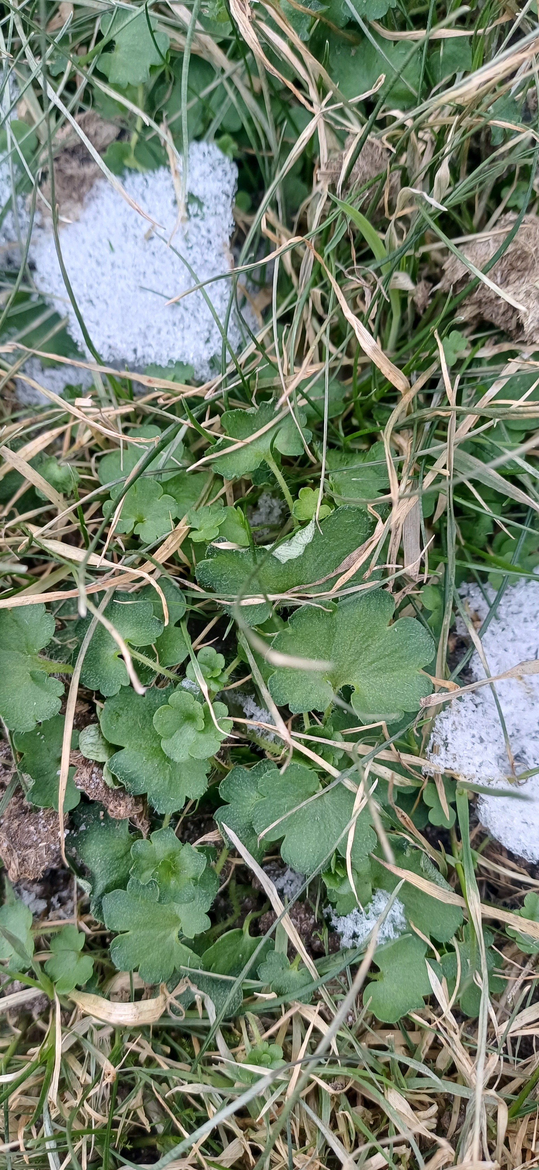 Saxifraga granulata (Meadow Saxifrage) (alternate view 15)