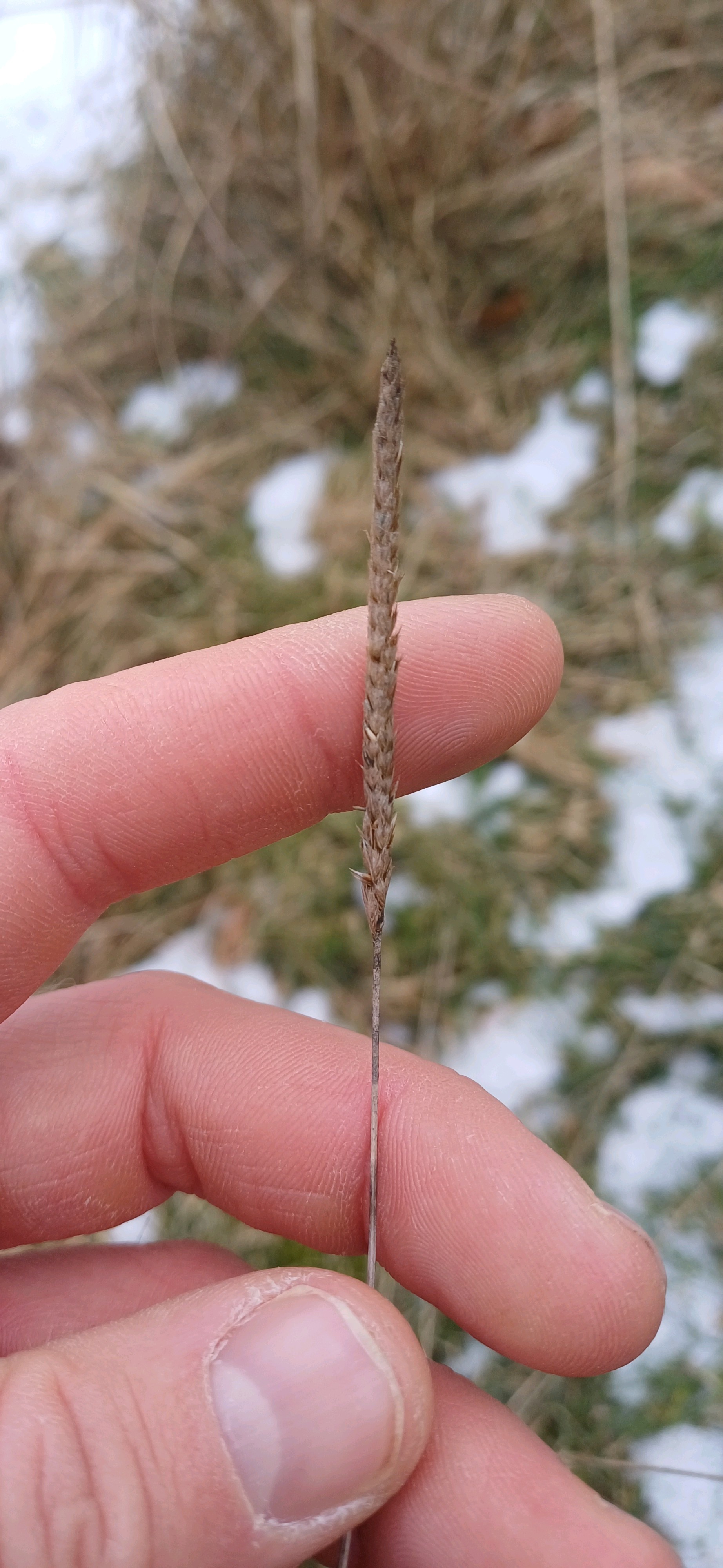 Cynosurus cristatus (crested dogtail grass) (alternate view 13)