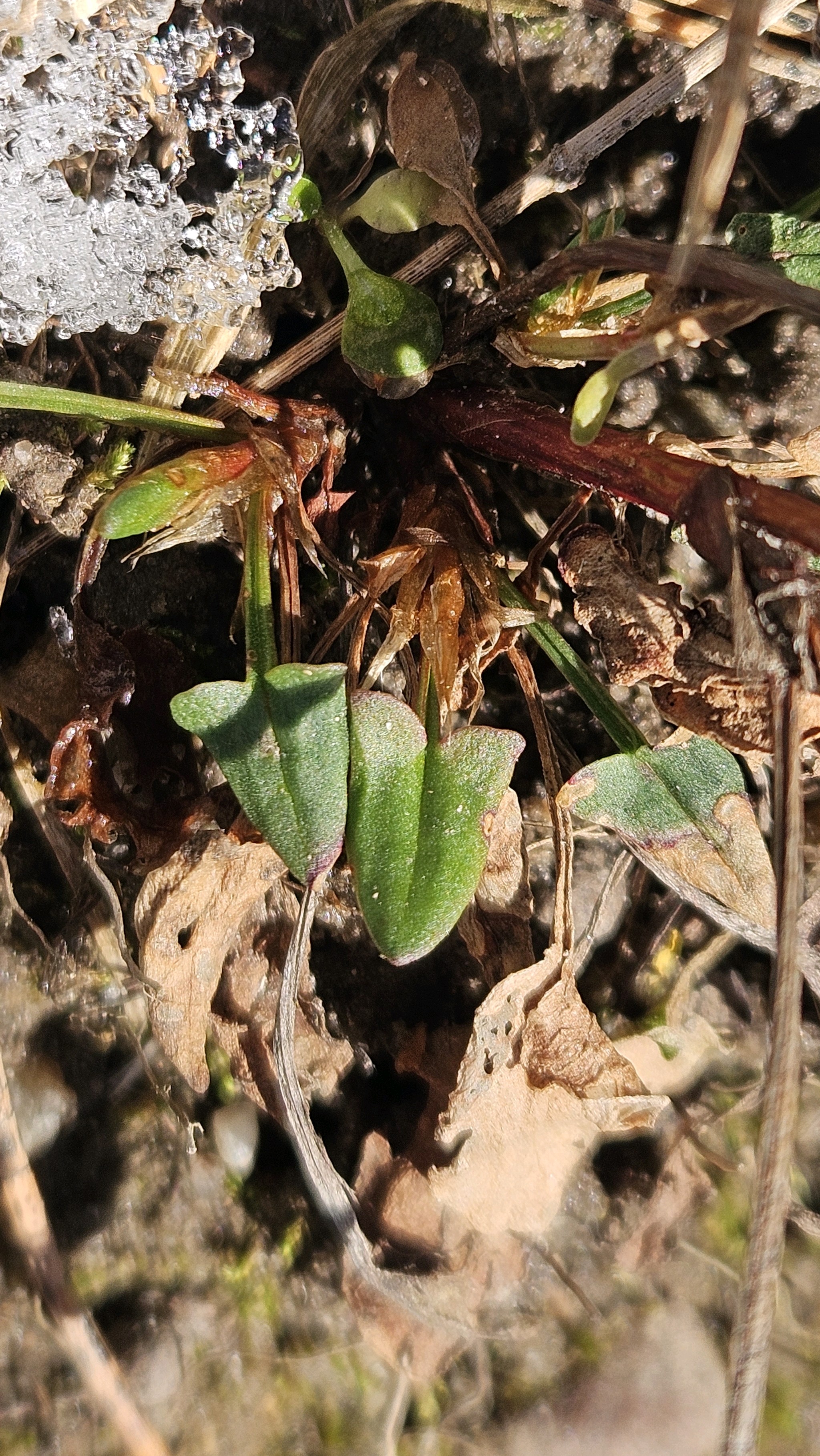 Rumex acetosella (sheep sorrel) (alternate view 12)