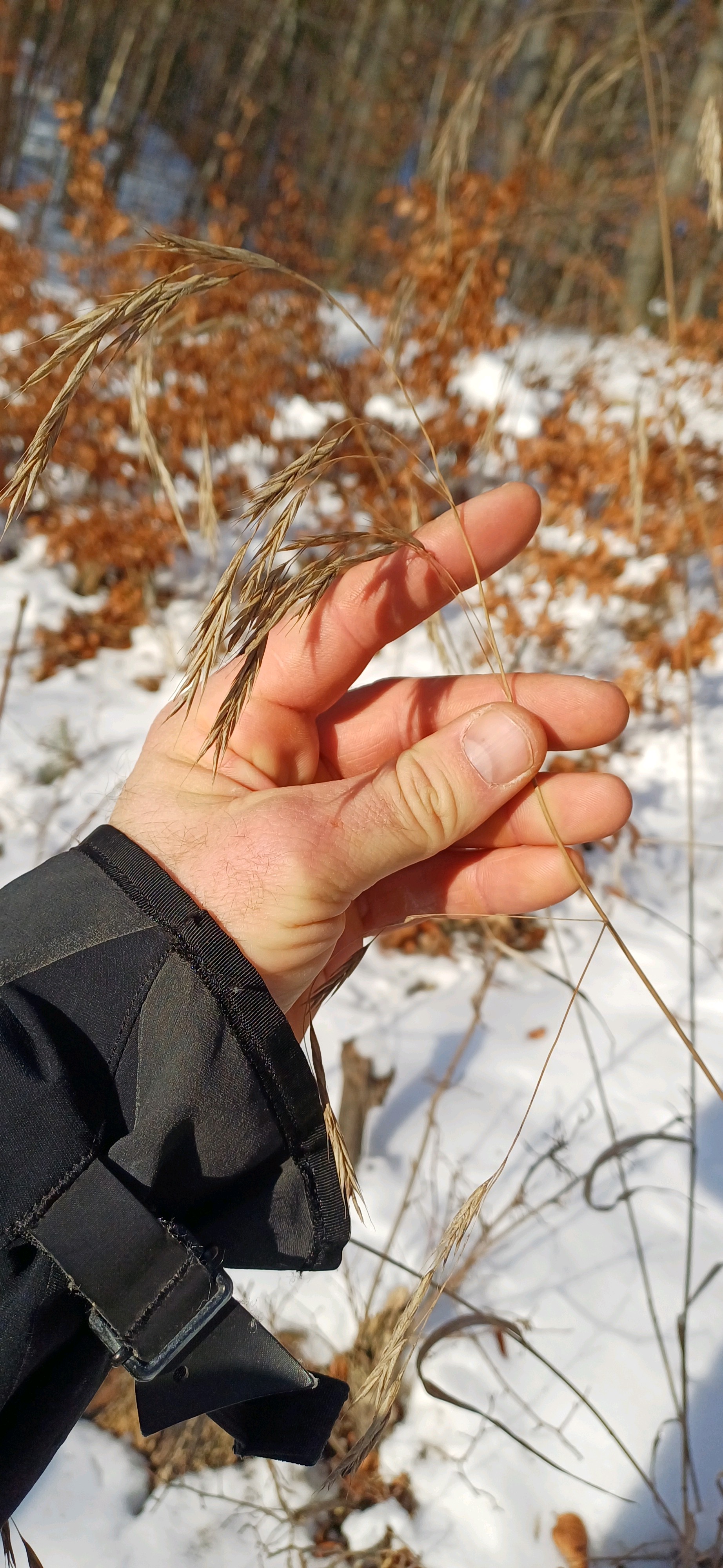 Bromus (bromes) (alternate view 2)