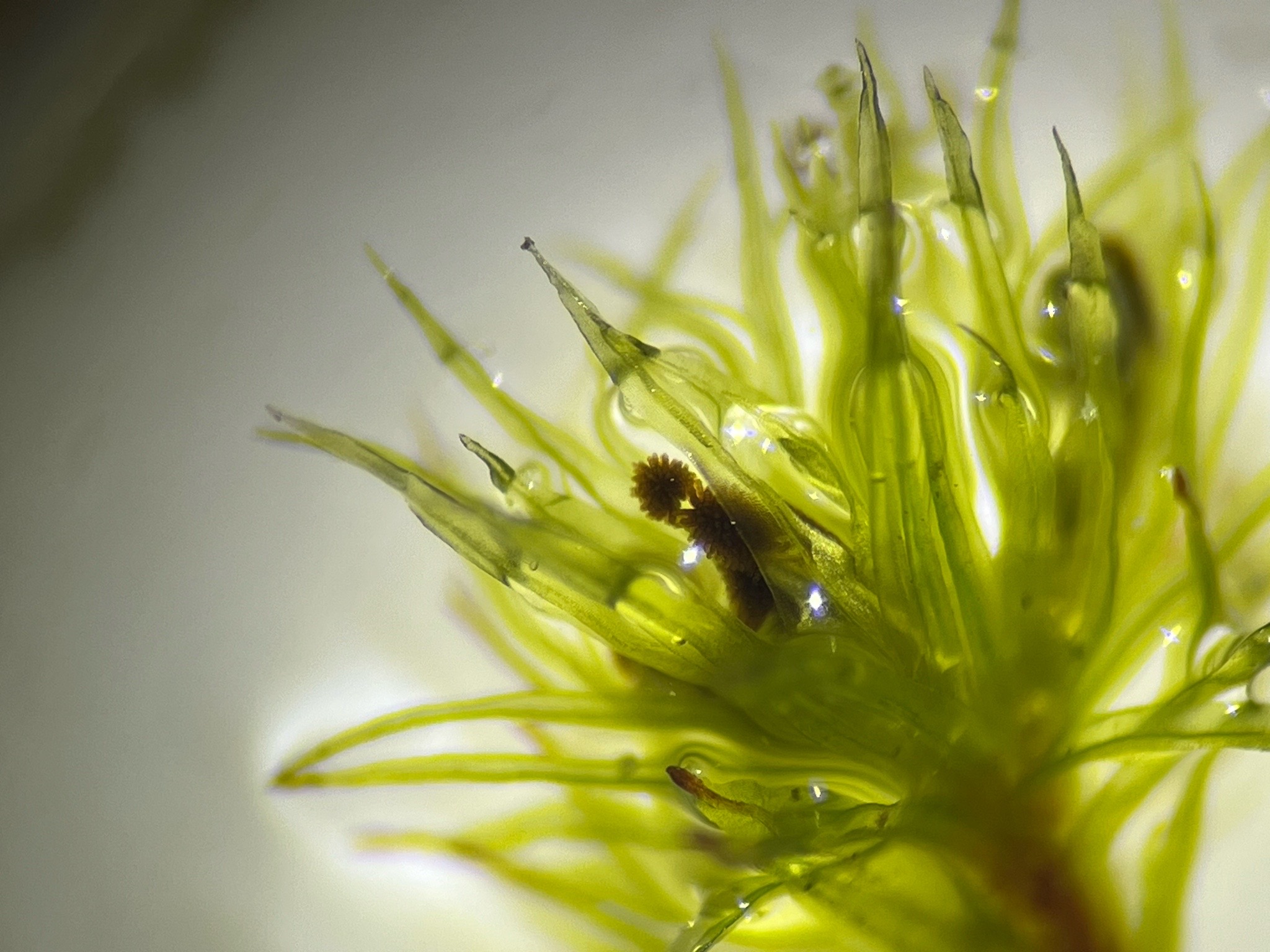 Plenogemma phyllantha (Frizzled Pincushion) (alternate view 6)