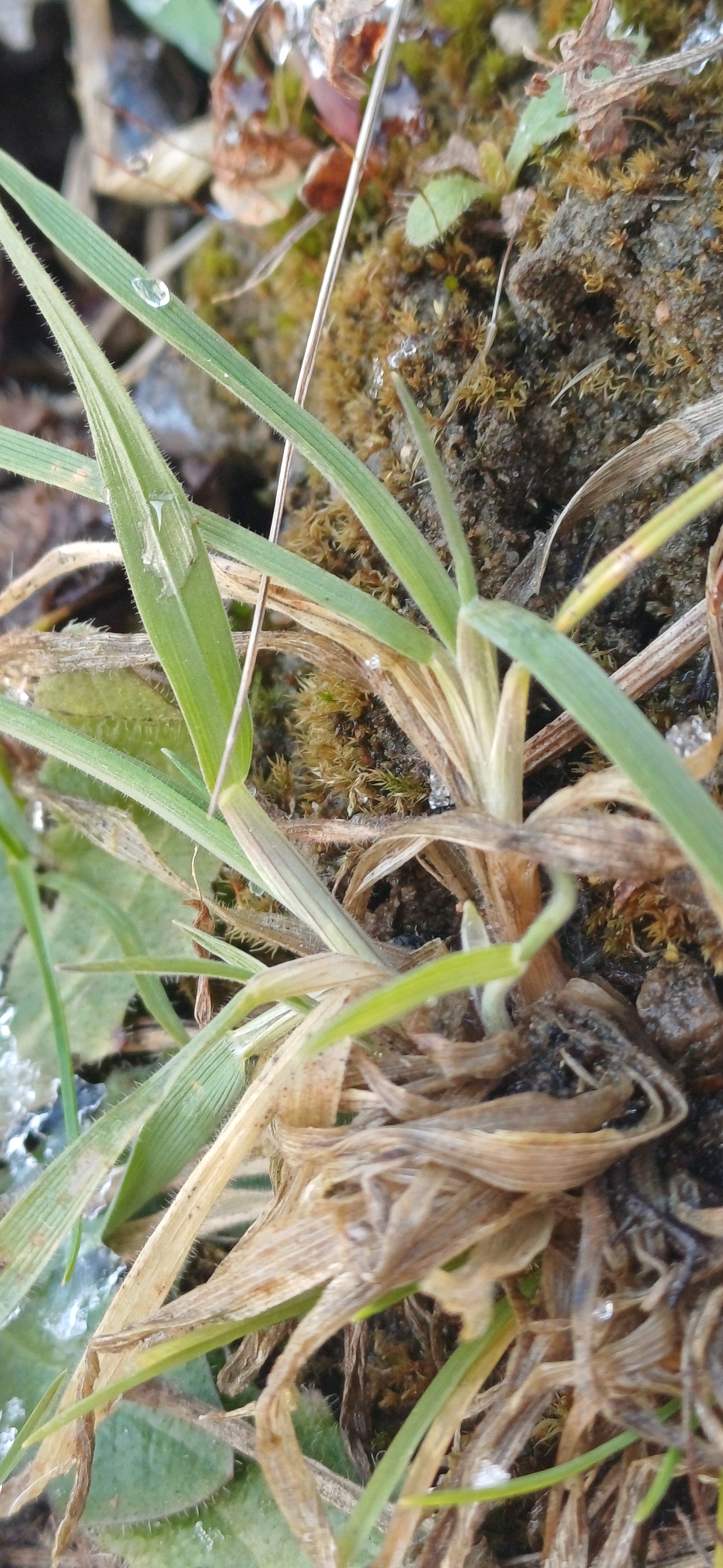 Holcus lanatus (common velvet-grass) (alternate view 14)