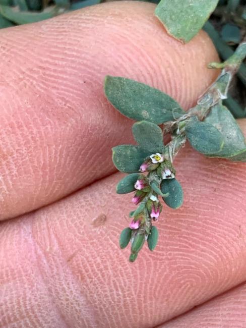 Polygonum (knotweeds)