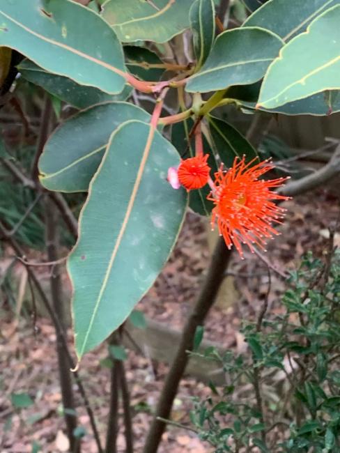 Corymbia ficifolia (Red-flowering gum) (alternate view 11)