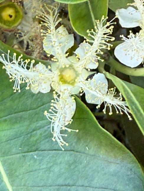 Lophostemon confertus (Brush Box) (alternate view 11)