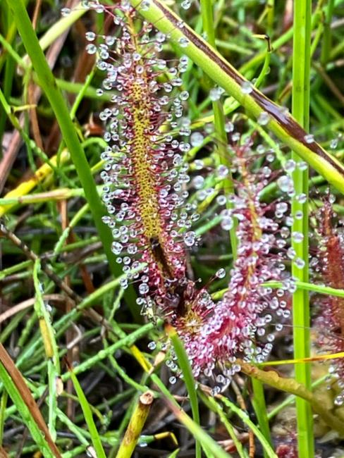 Drosera (Sundews)