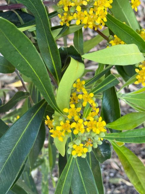 Tristaniopsis laurina (Water Gum) (alternate view 11)