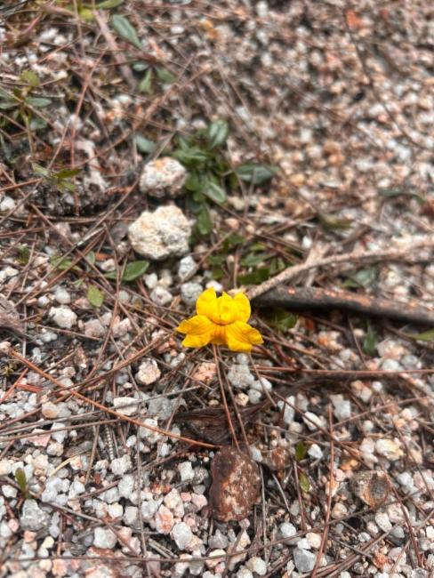 Goodenia (goodenias)