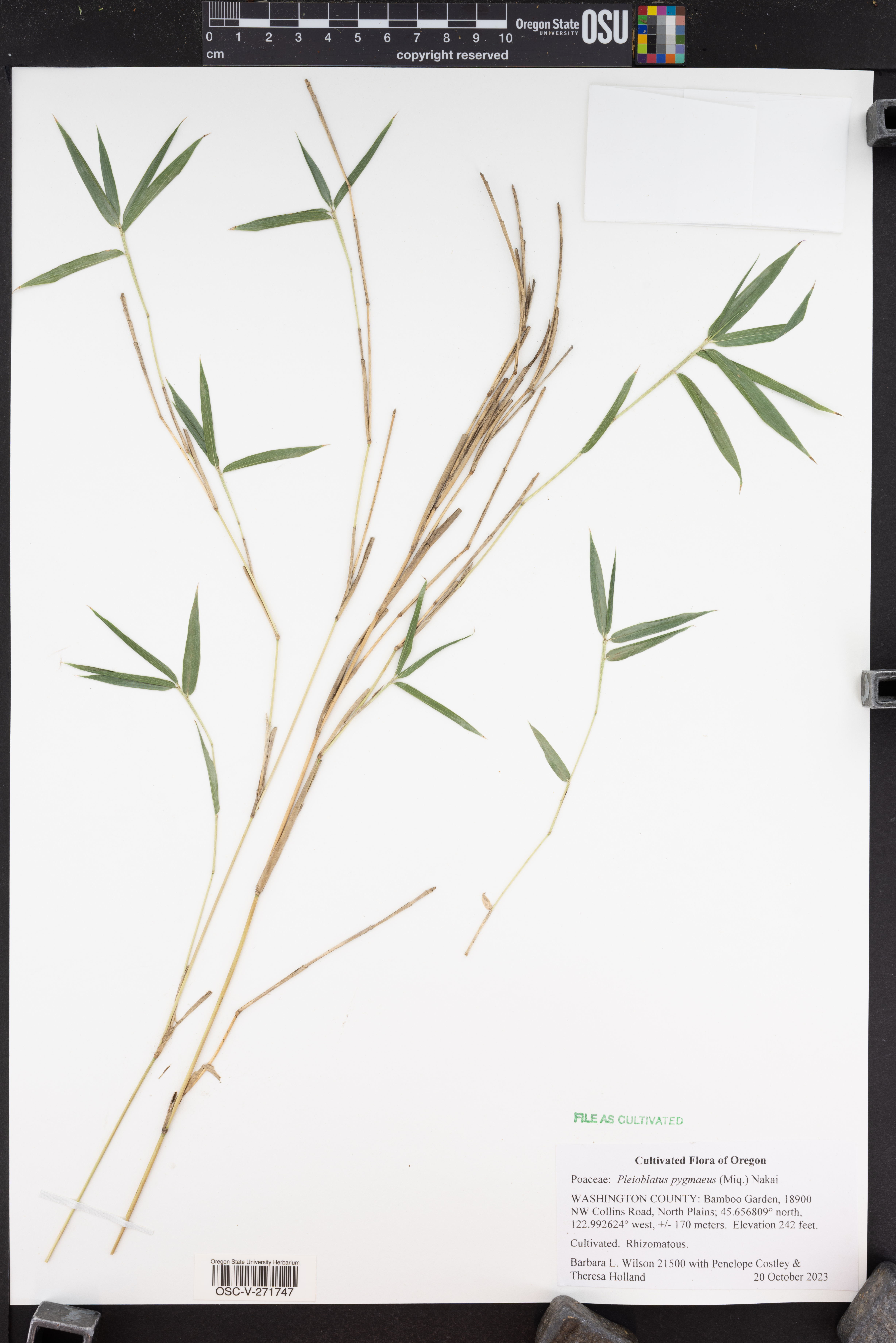 Pleioblastus pygmaeus (dwarf bamboo)