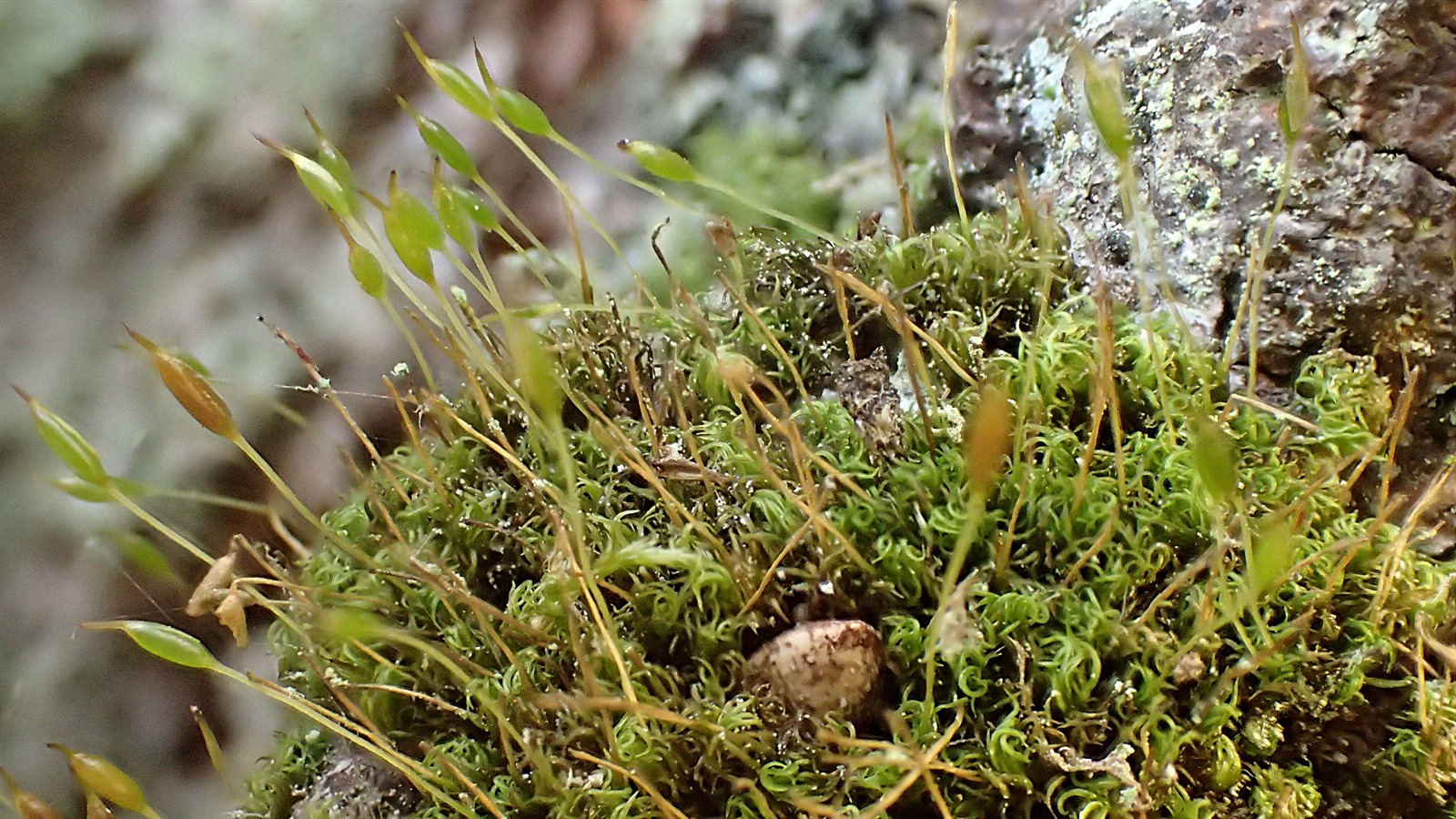 Dicranoweisia cirrata (Common Pincushion) (alternate view 13)