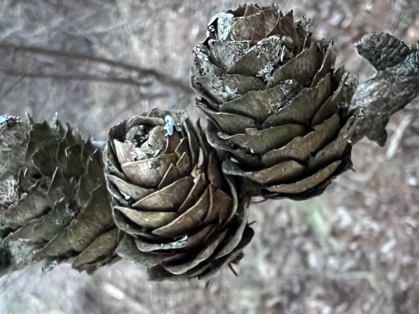 Larix (larches)