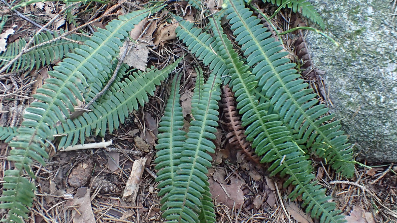 Struthiopteris spicant (deer fern) (alternate view 11)