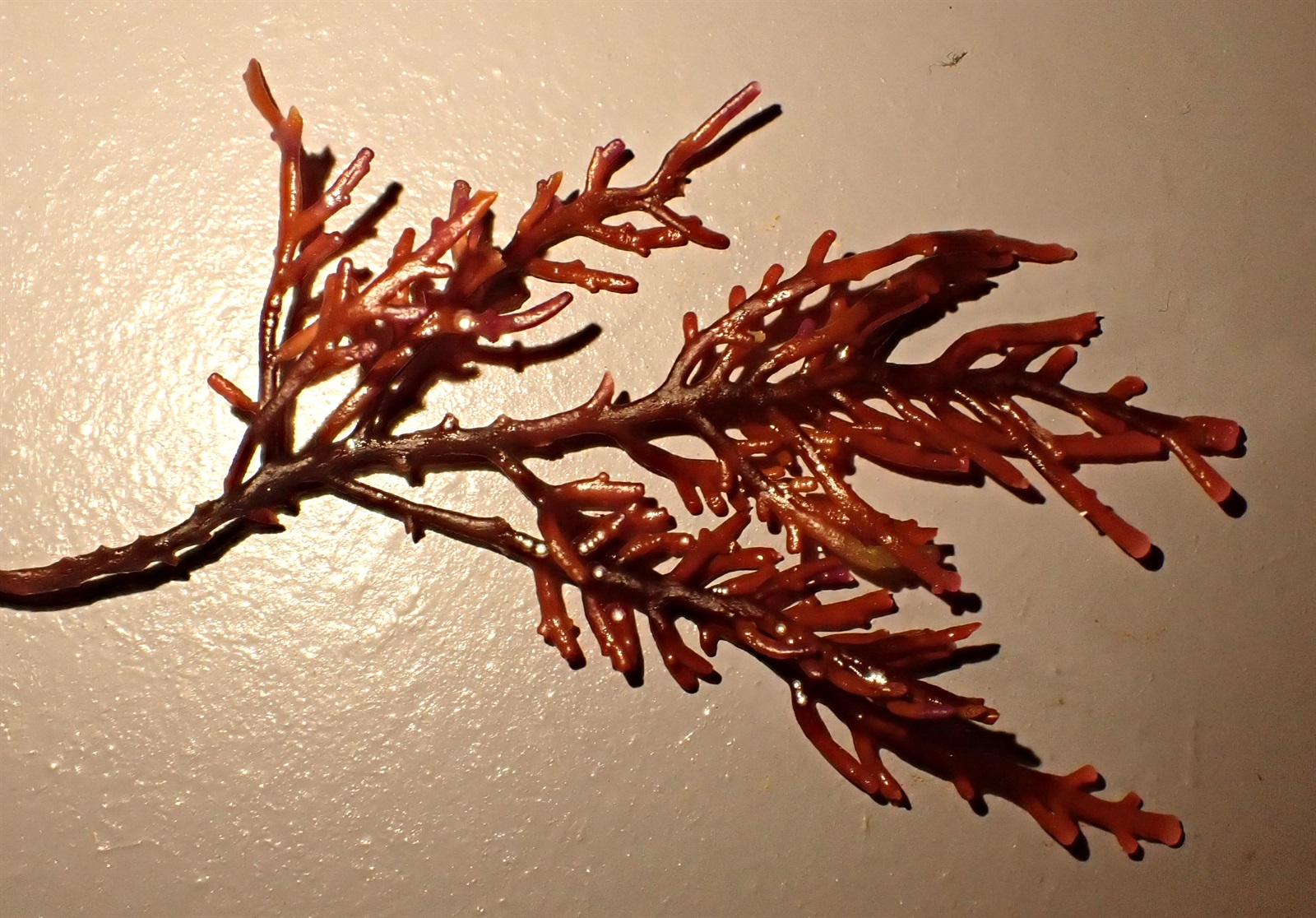 Osmundea pinnatifida (Pepper Dulse) (alternate view 6)