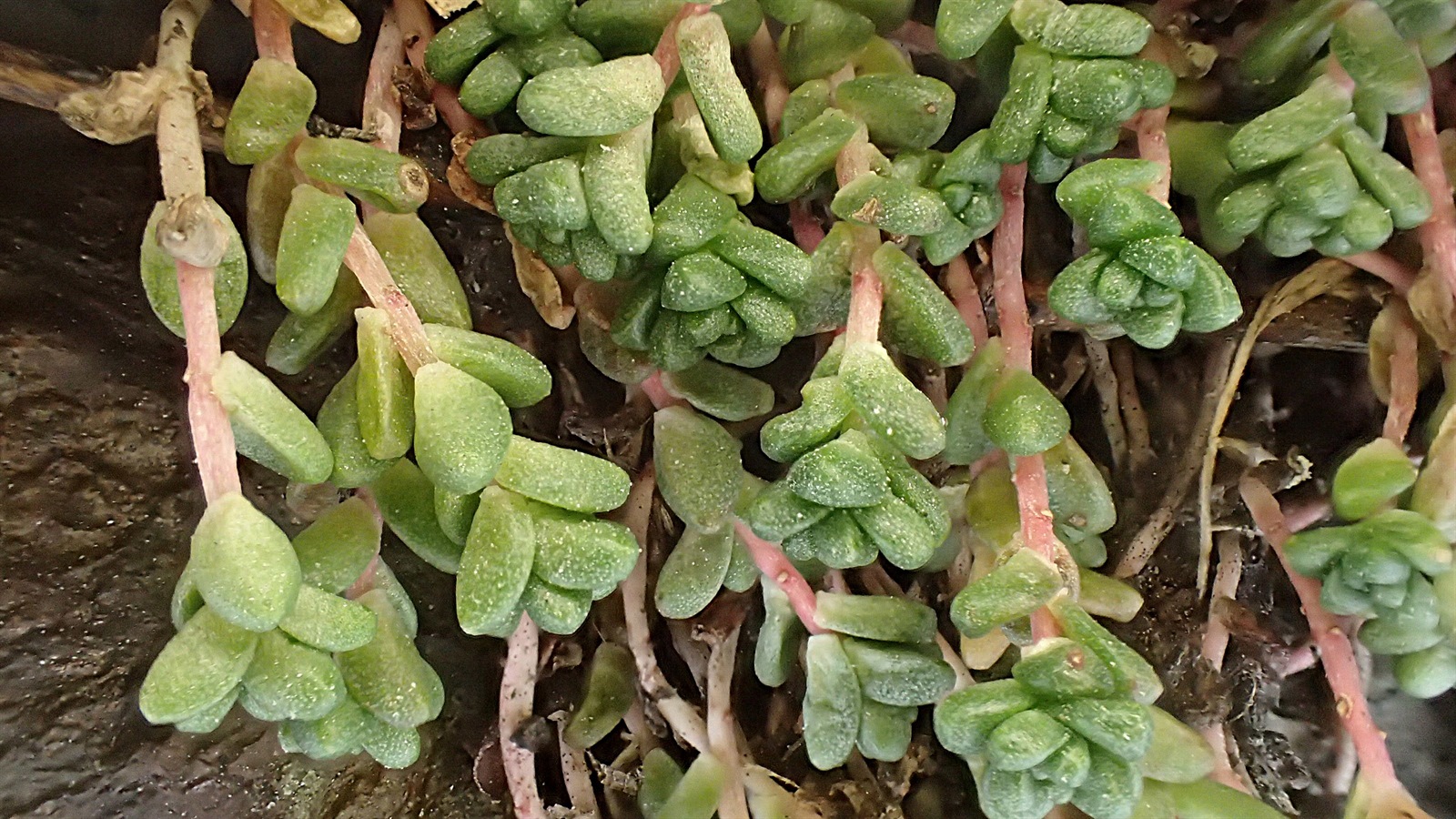 Sedum anglicum (English Stonecrop) (alternate view 14)