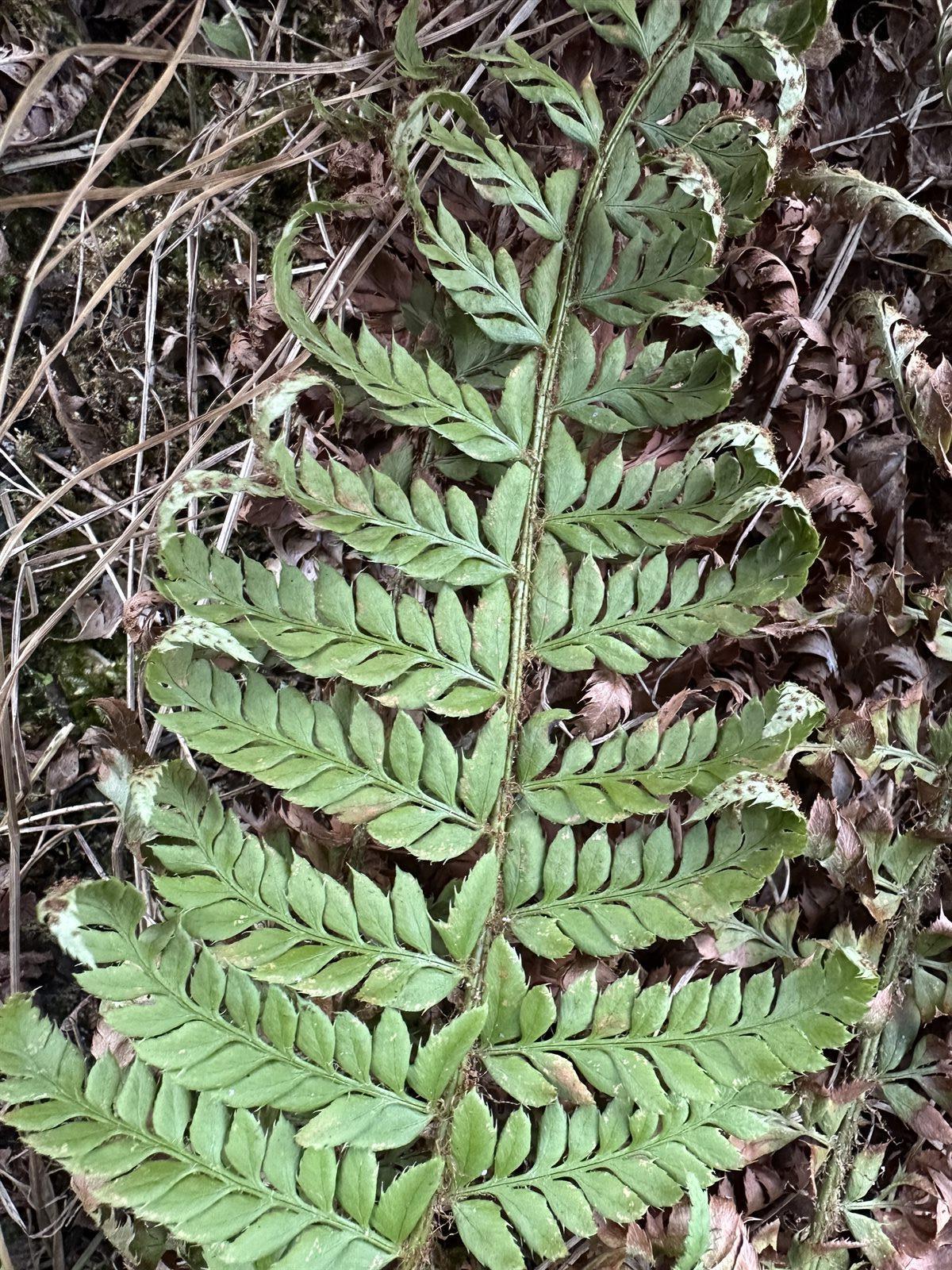 Polystichum aculeatum (hard shield fern) (alternate view 11)