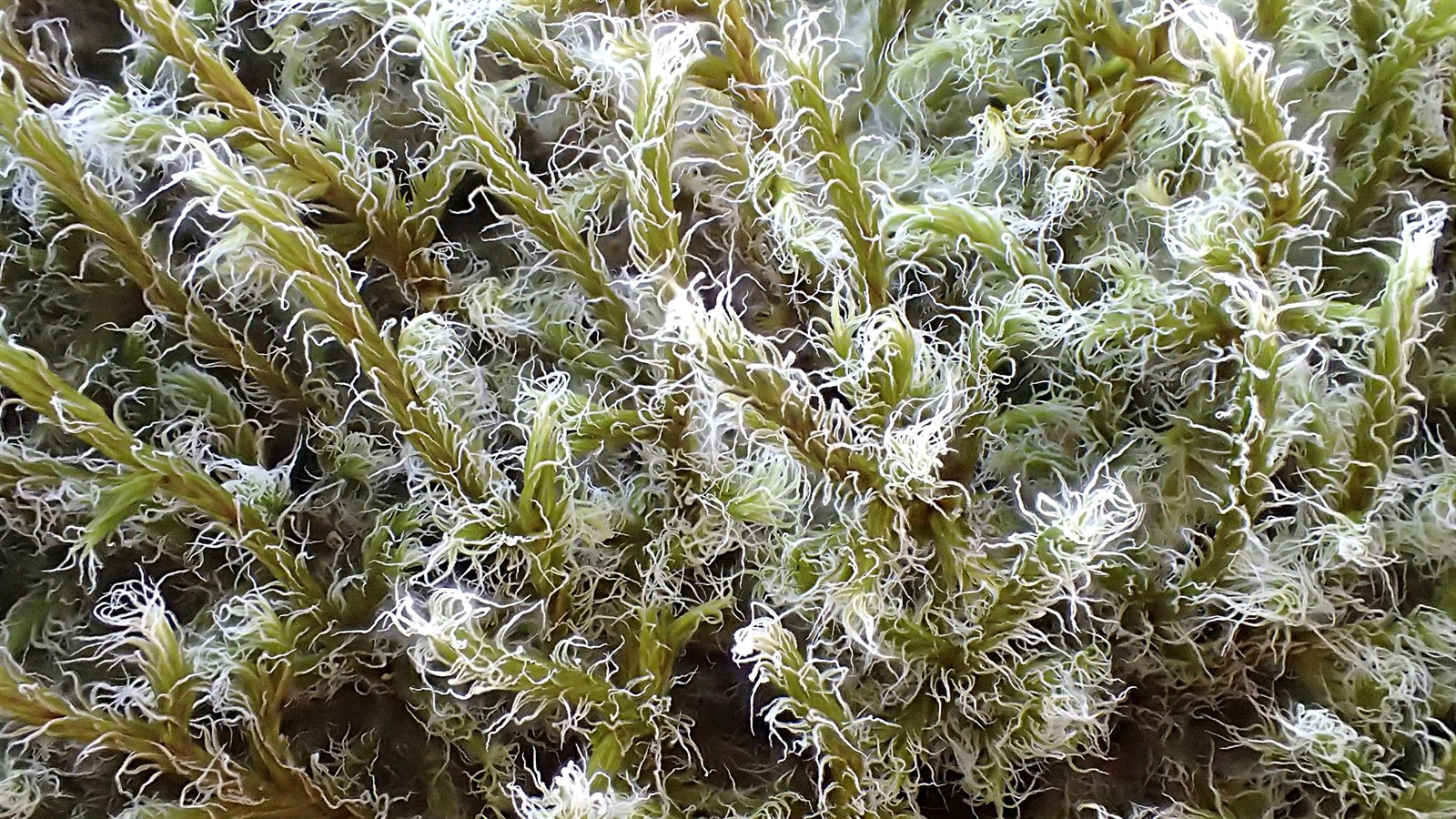 Racomitrium