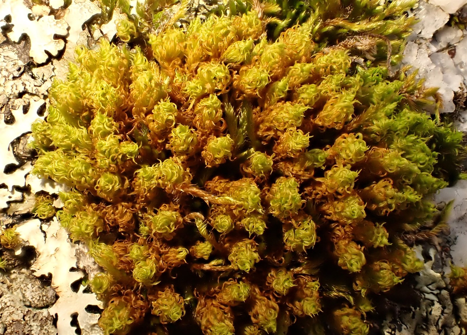 Plenogemma phyllantha (Frizzled Pincushion) (alternate view 8)