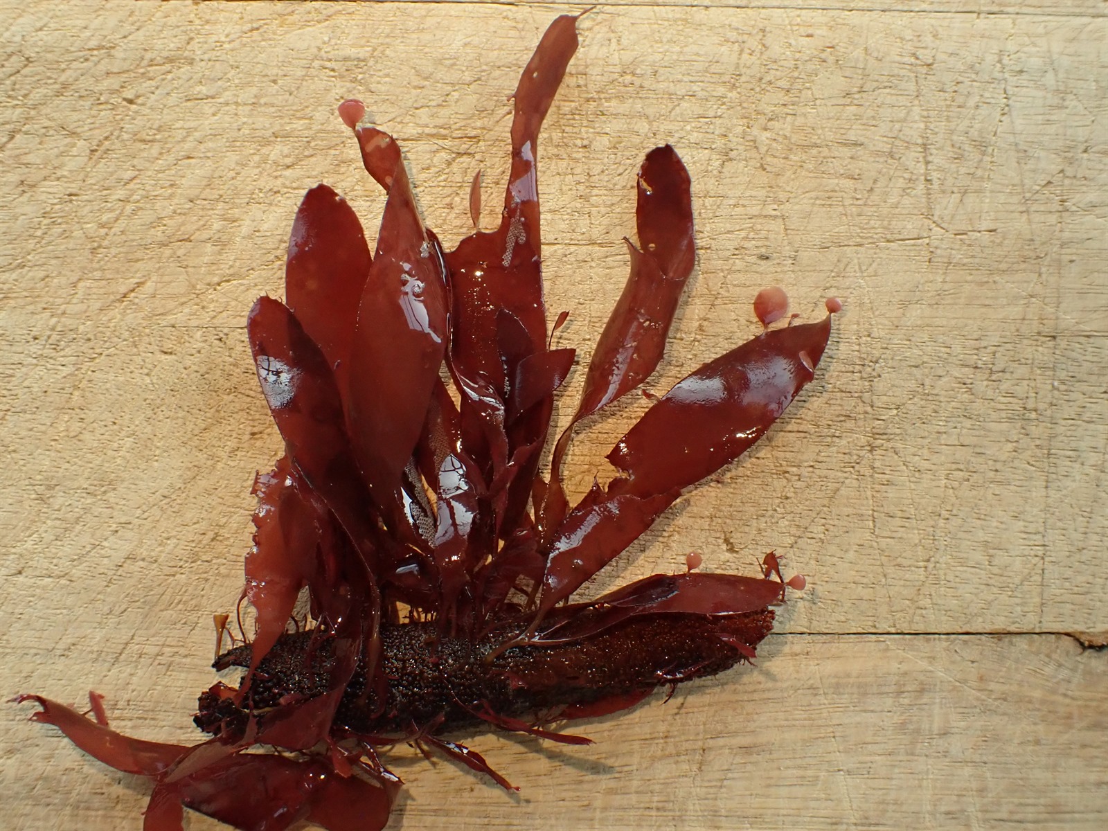 Palmaria palmata (Dulse) (alternate view 7)