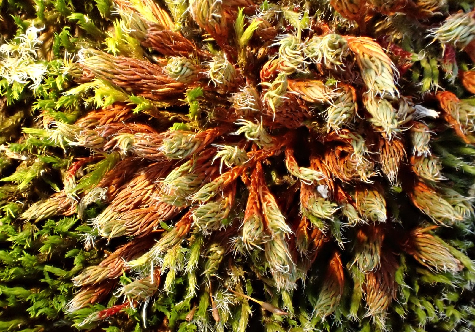 Polytrichum piliferum (bristly haircap moss) (alternate view 12)