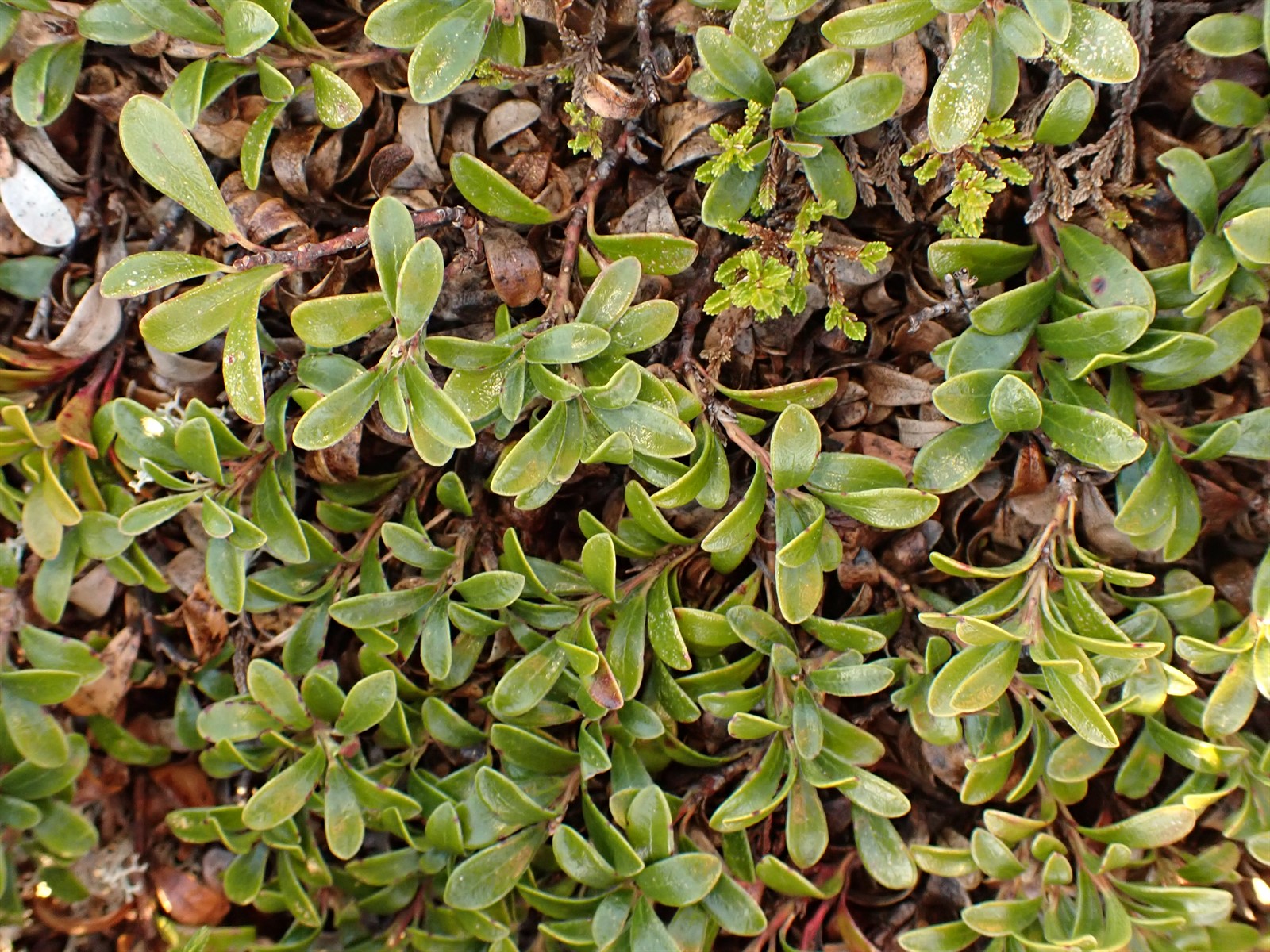 Arctostaphylos uva-ursi (kinnikinnick) (alternate view 11)