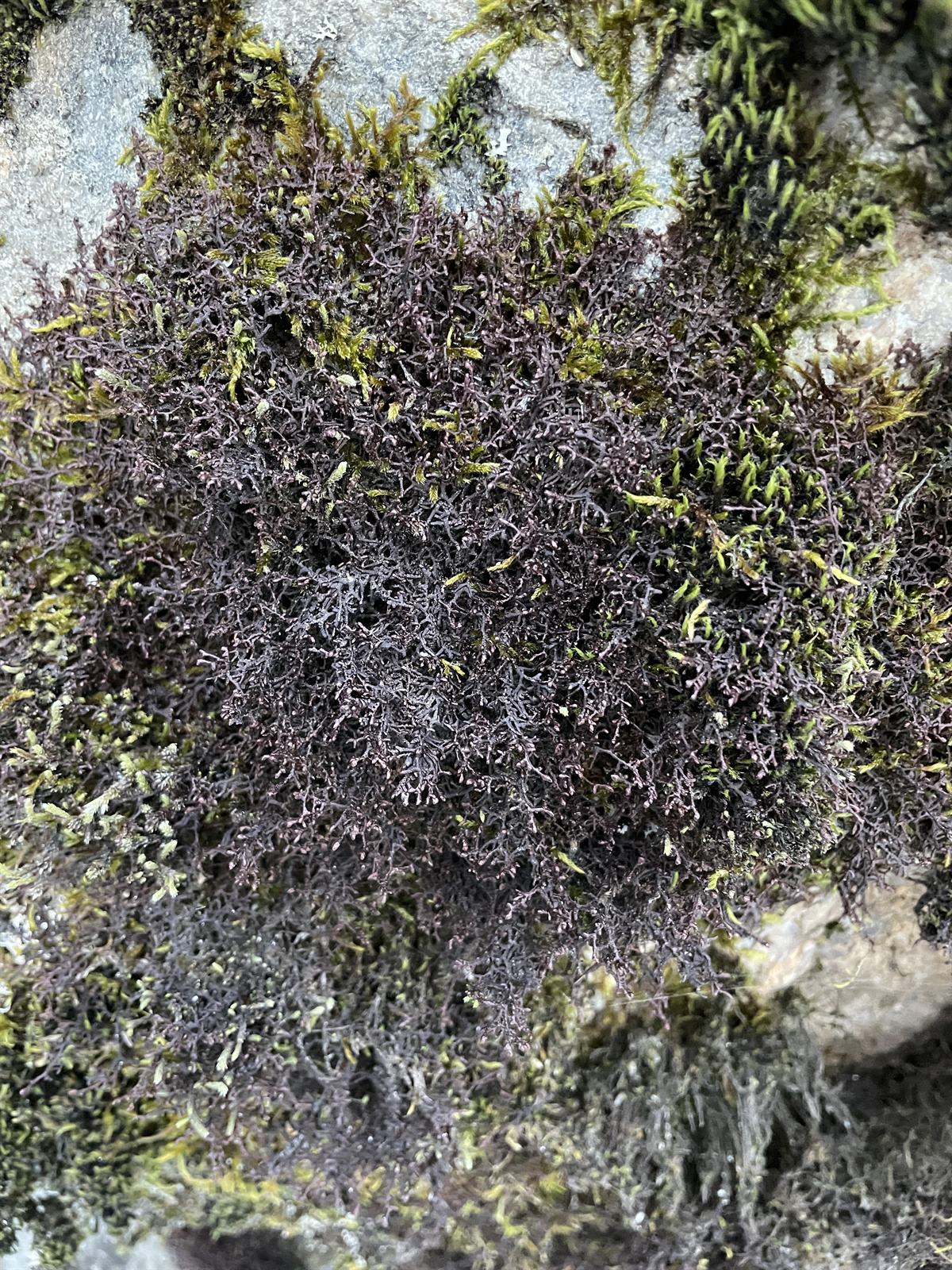 Frullania tamarisci (Tamarisk Scalewort) (alternate view 10)