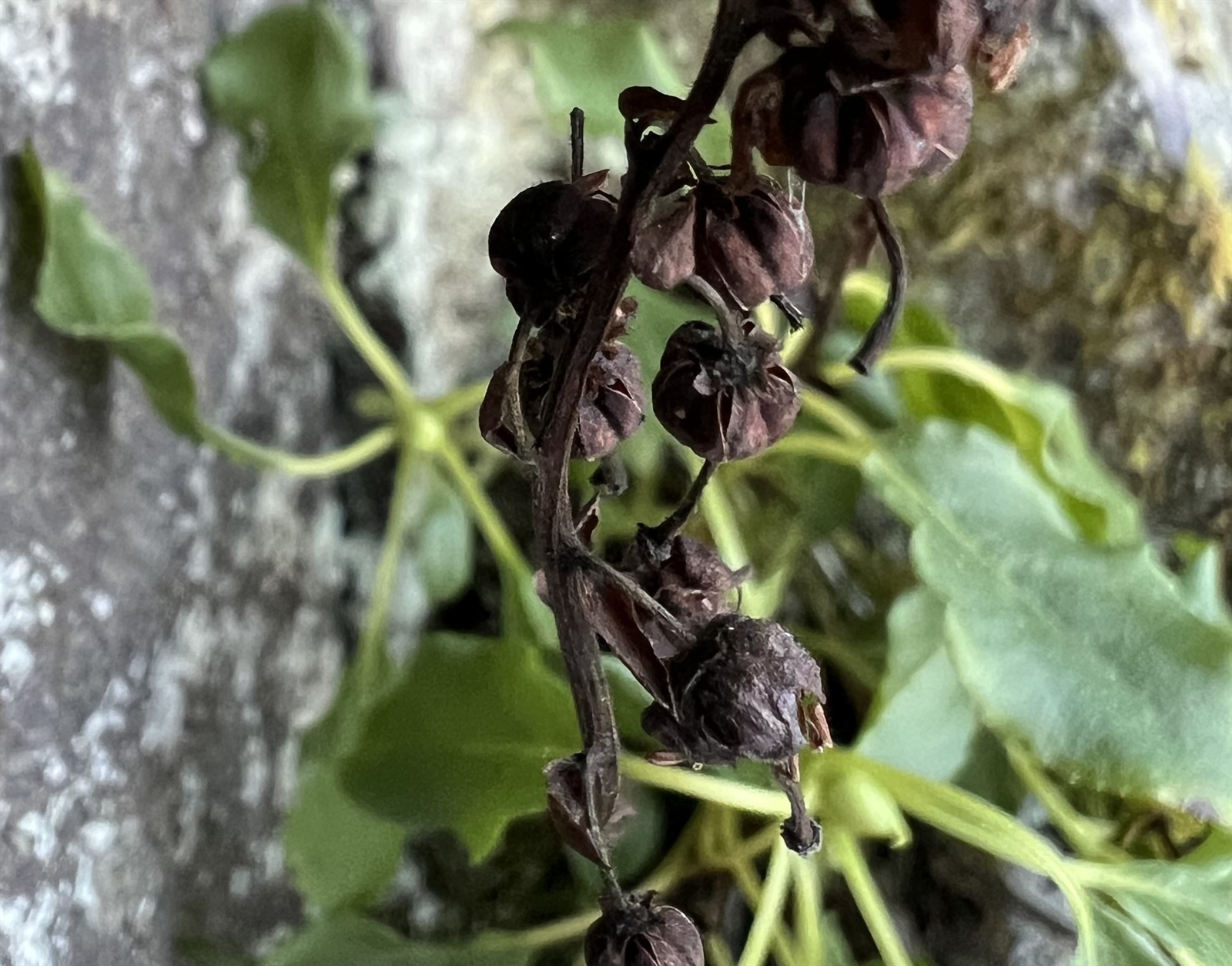 Orthilia secunda (one-sided wintergreen) (alternate view 11)