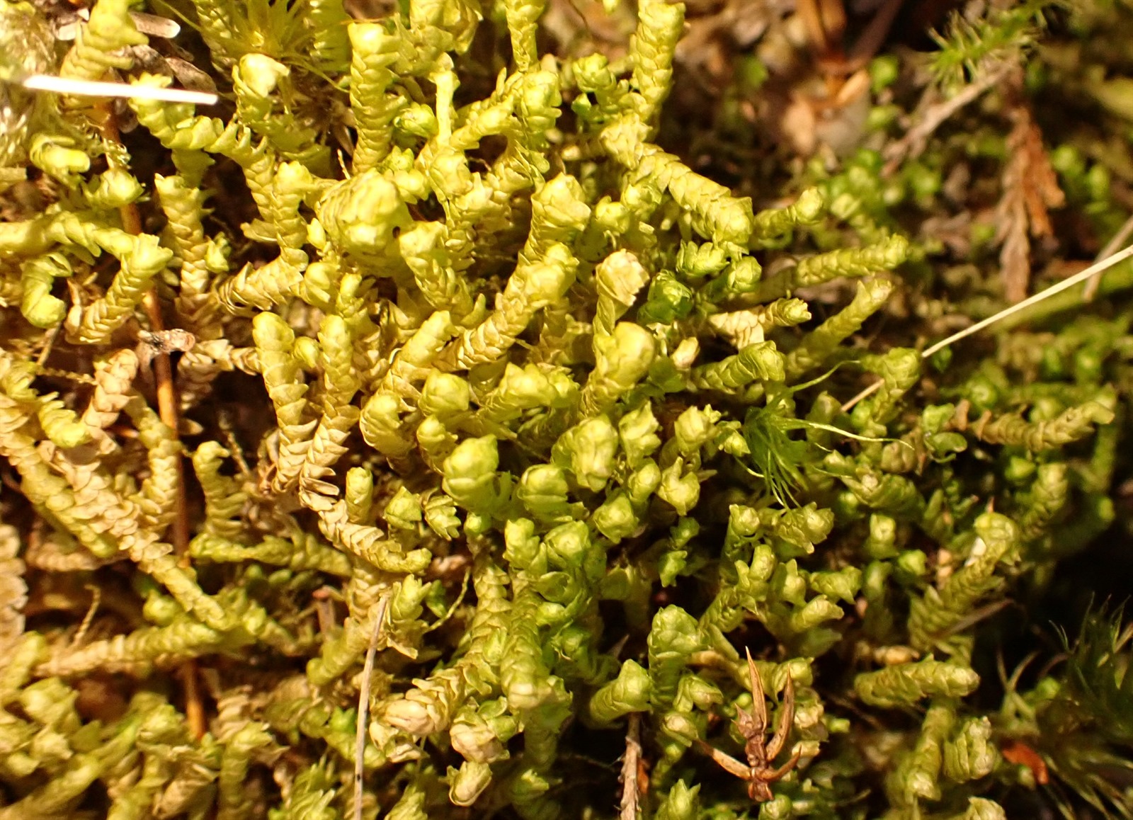 Bazzania trilobata (greater whipwort) (alternate view 3)