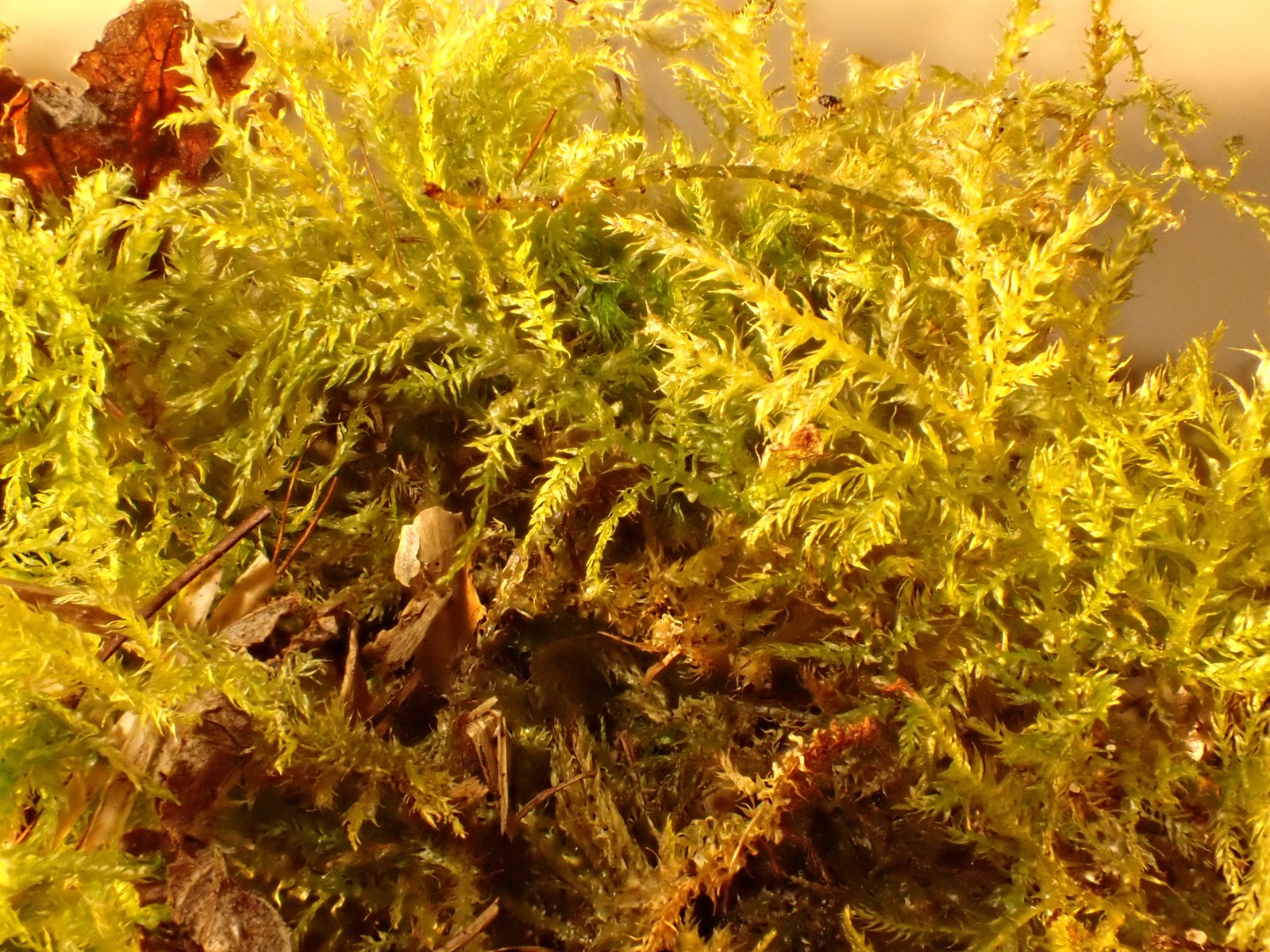 Kindbergia praelonga (Common Feather-moss) (alternate view 13)
