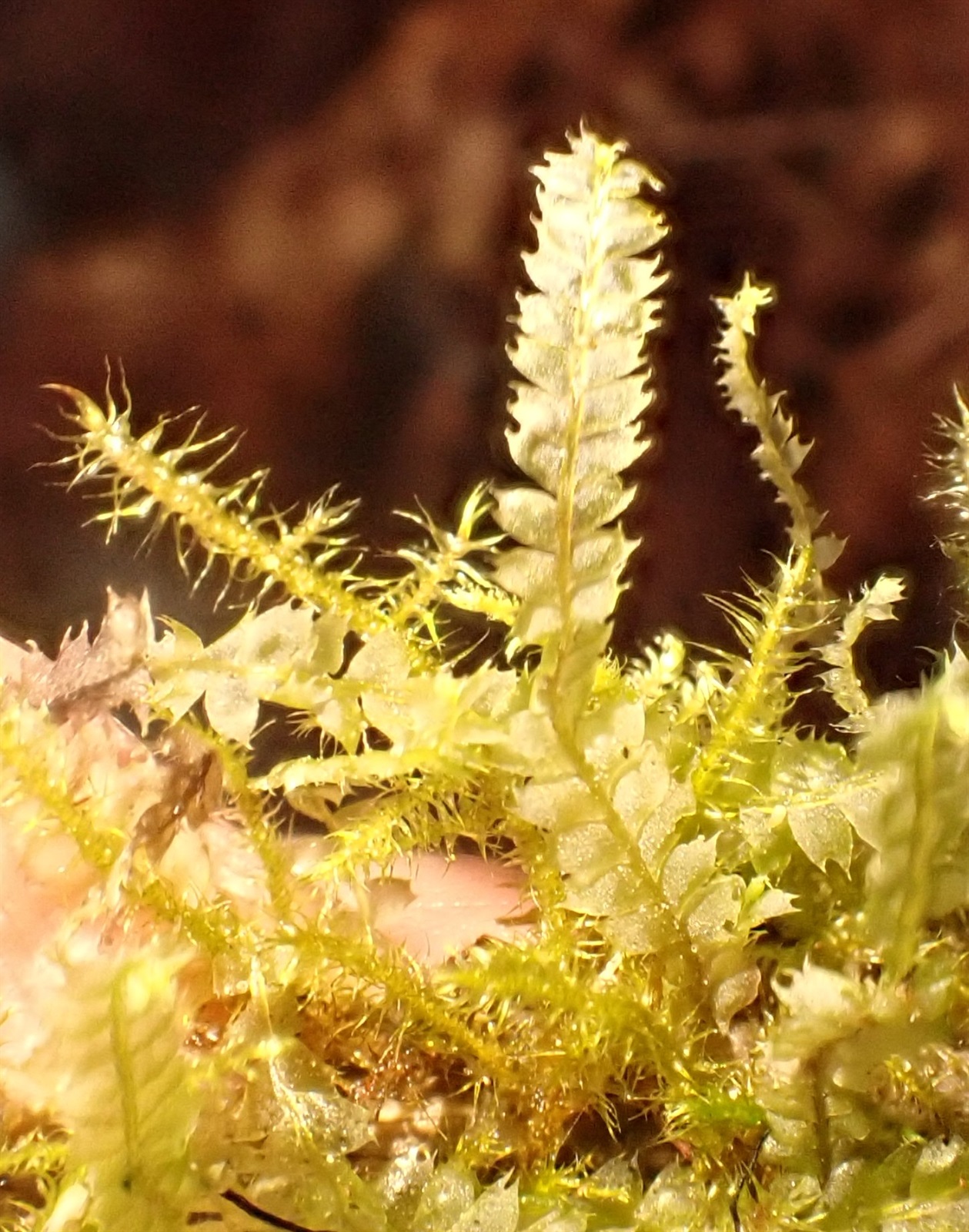 Lophocolea bidentata (Bifid Crestwort) (alternate view 14)