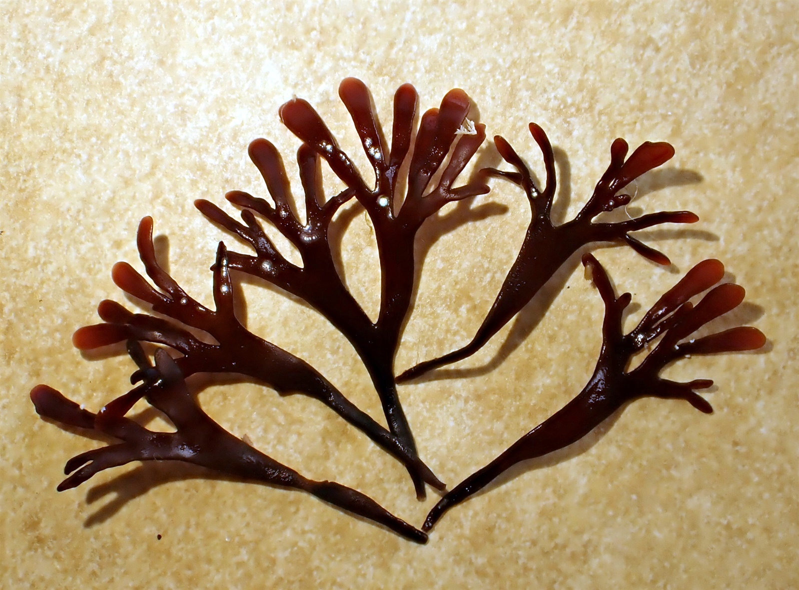 Chondrus crispus (Irish Moss) (alternate view 9)