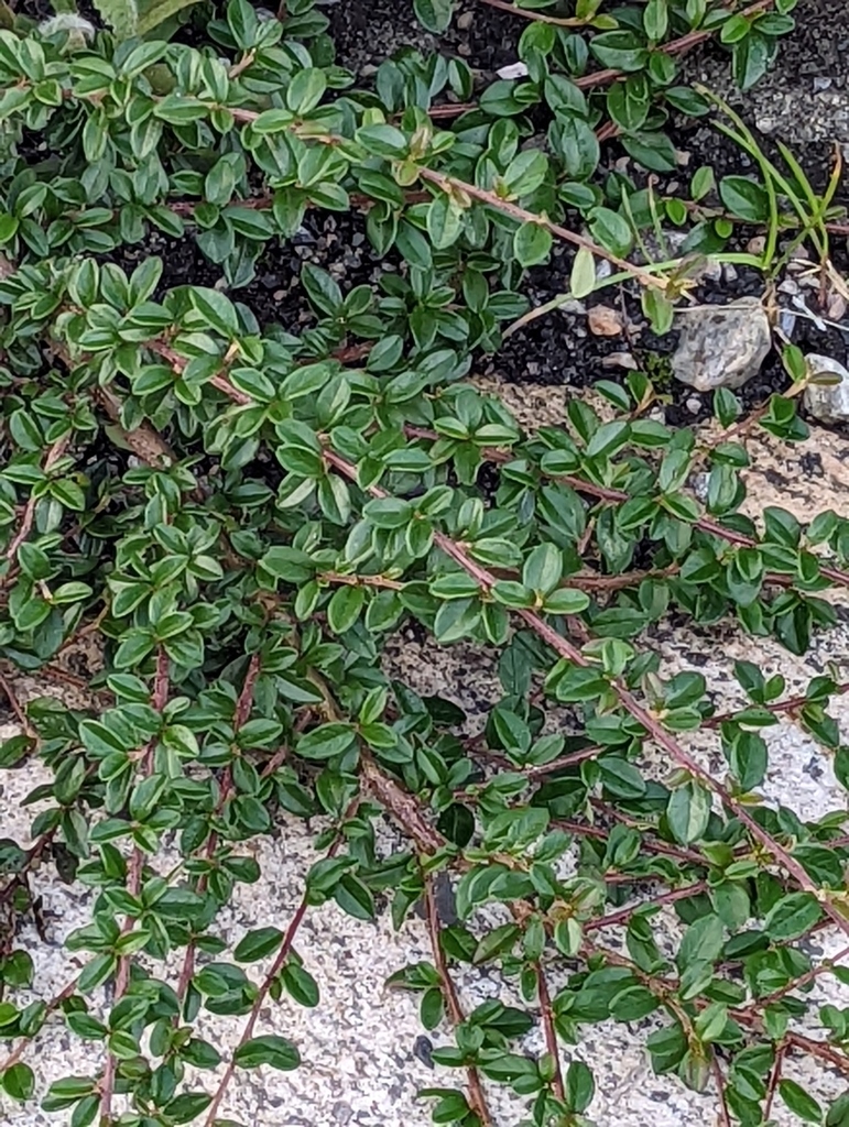 Cotoneaster × suecicus (Swedish Cotoneaster)