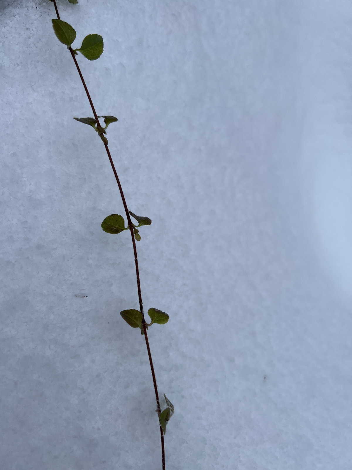 Linnaea borealis (twinflower) (alternate view 12)