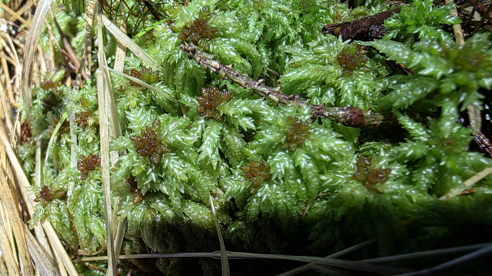 Sphagnum palustre (Prairie Peatmoss) (alternate view 6)