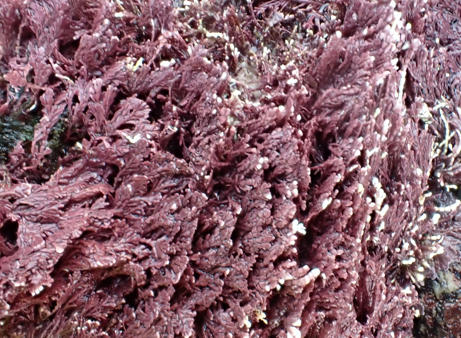 Corallina officinalis (Common Coralline) (alternate view 10)