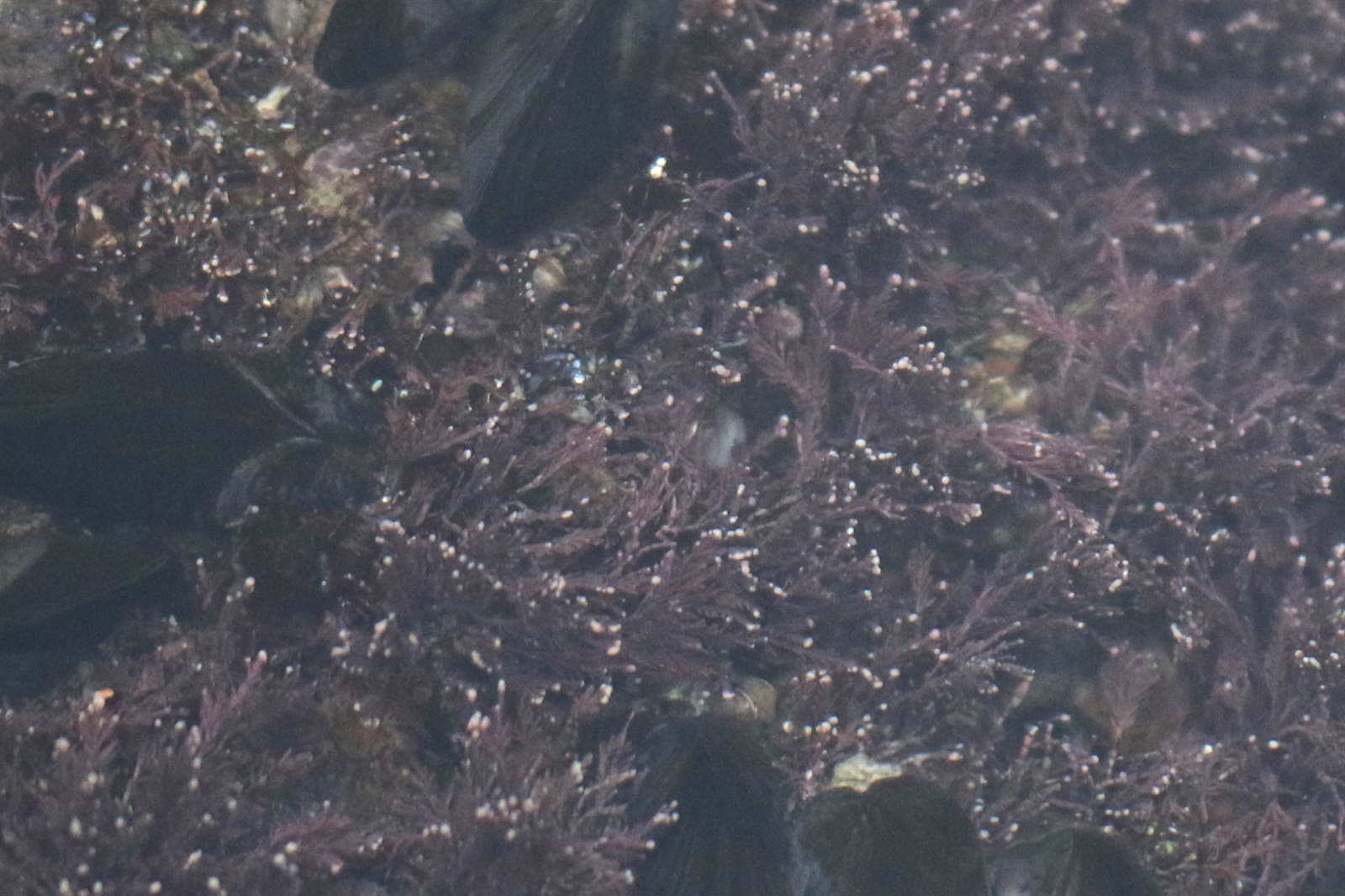 Corallina officinalis (Common Coralline) (alternate view 9)