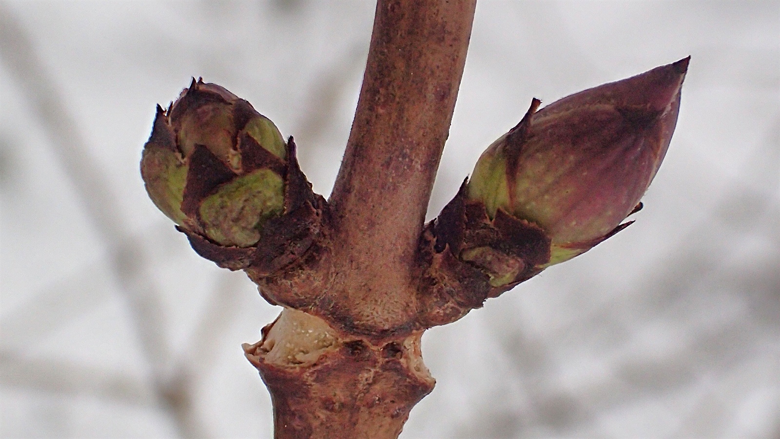 Sambucus racemosa (red elderberry) (alternate view 12)