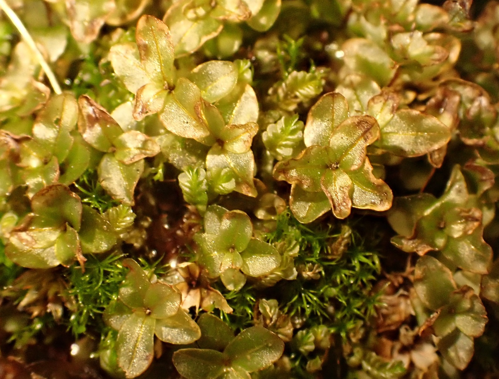 Rhizomnium punctatum (Dotted Thyme-moss) (alternate view 8)