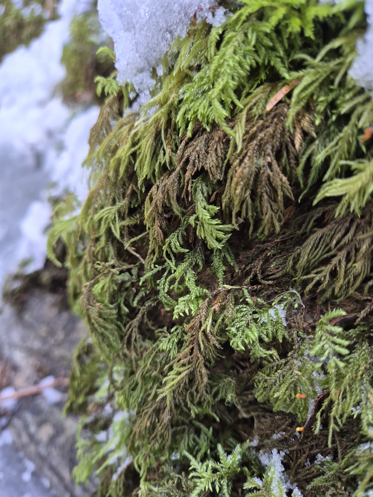 Thamnobryum alopecurum (Fox-tail Feather-moss) (alternate view 9)