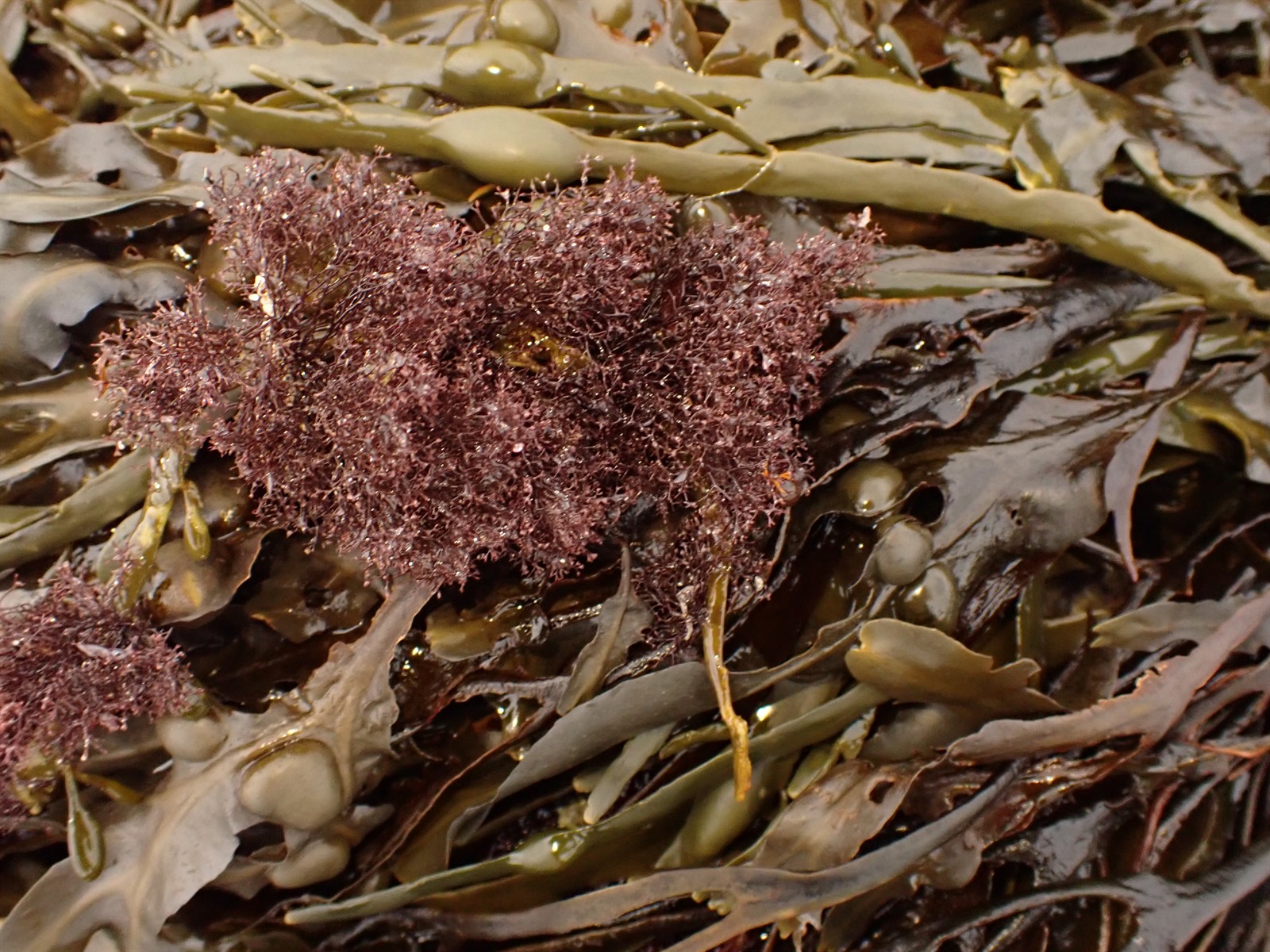 Vertebrata lanosa (Wrack Siphon Weed) (alternate view 10)