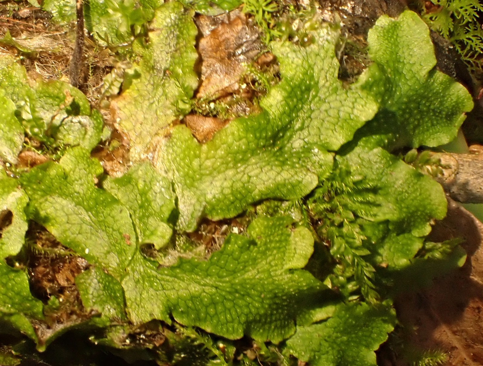 Conocephalum (snakeworts) (alternate view 2)