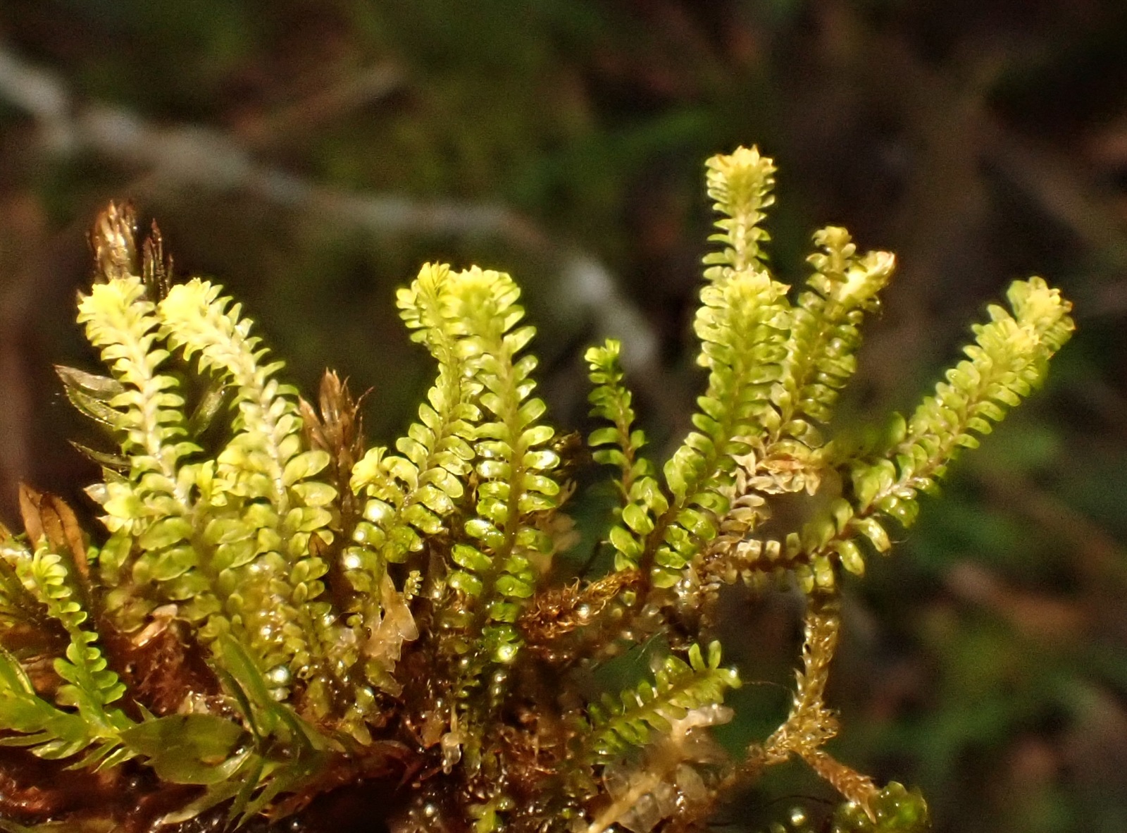Diplophyllum albicans (White Earwort) (alternate view 13)
