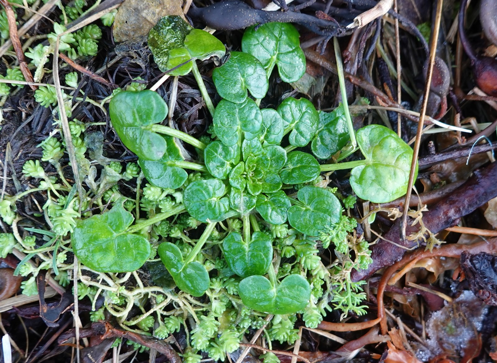 Cochlearia officinalis (Scurvy grass) (alternate view 13)