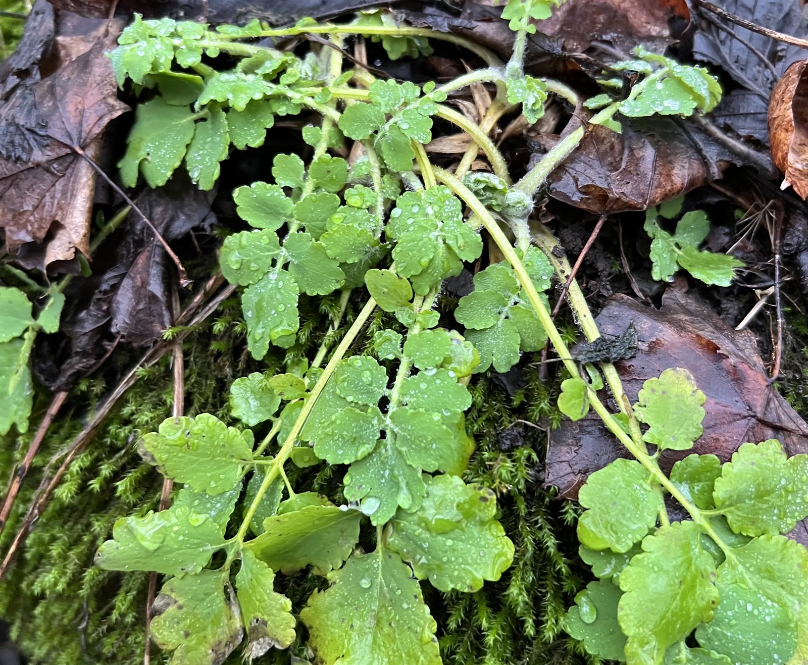 Chelidonium majus (Greater celandine) (alternate view 11)