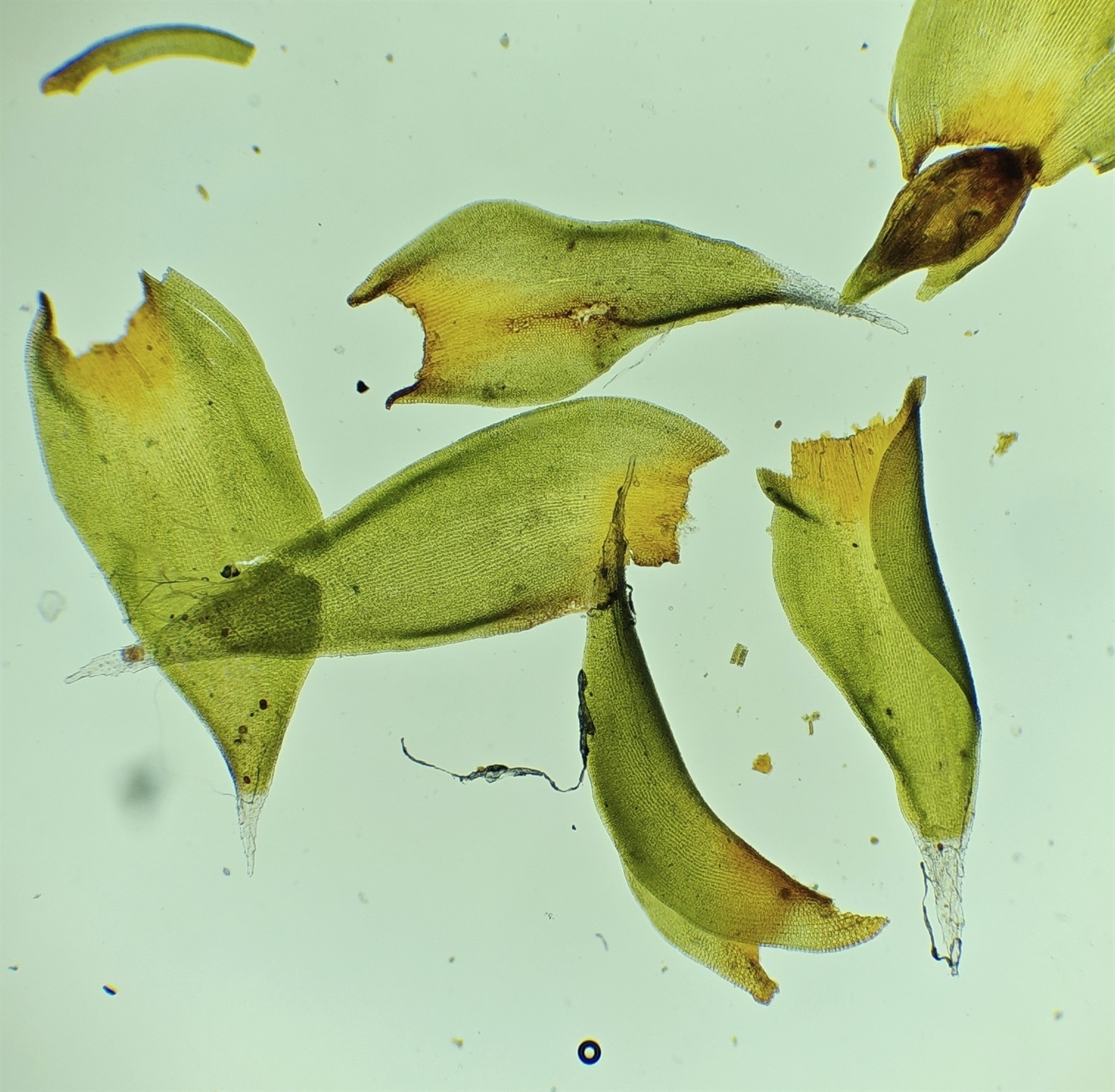 Hedwigia ciliata (Ciliate Hoarmoss) (alternate view 11)