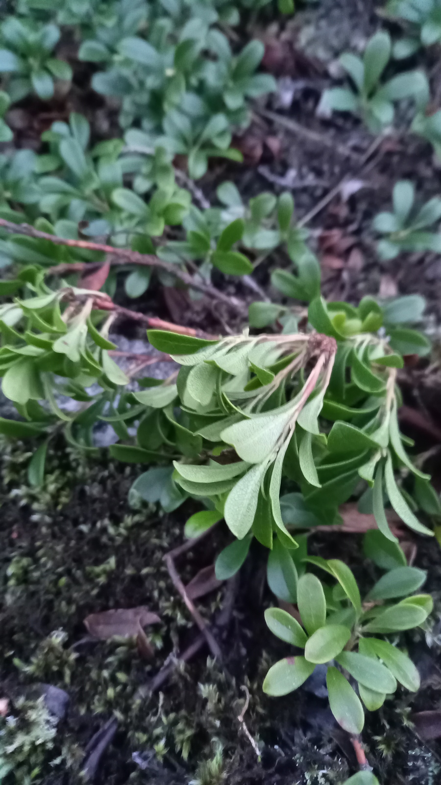 Arctostaphylos uva-ursi (kinnikinnick) (alternate view 12)