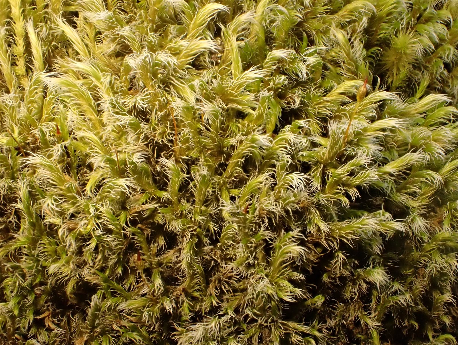 Racomitrium (alternate view 3)