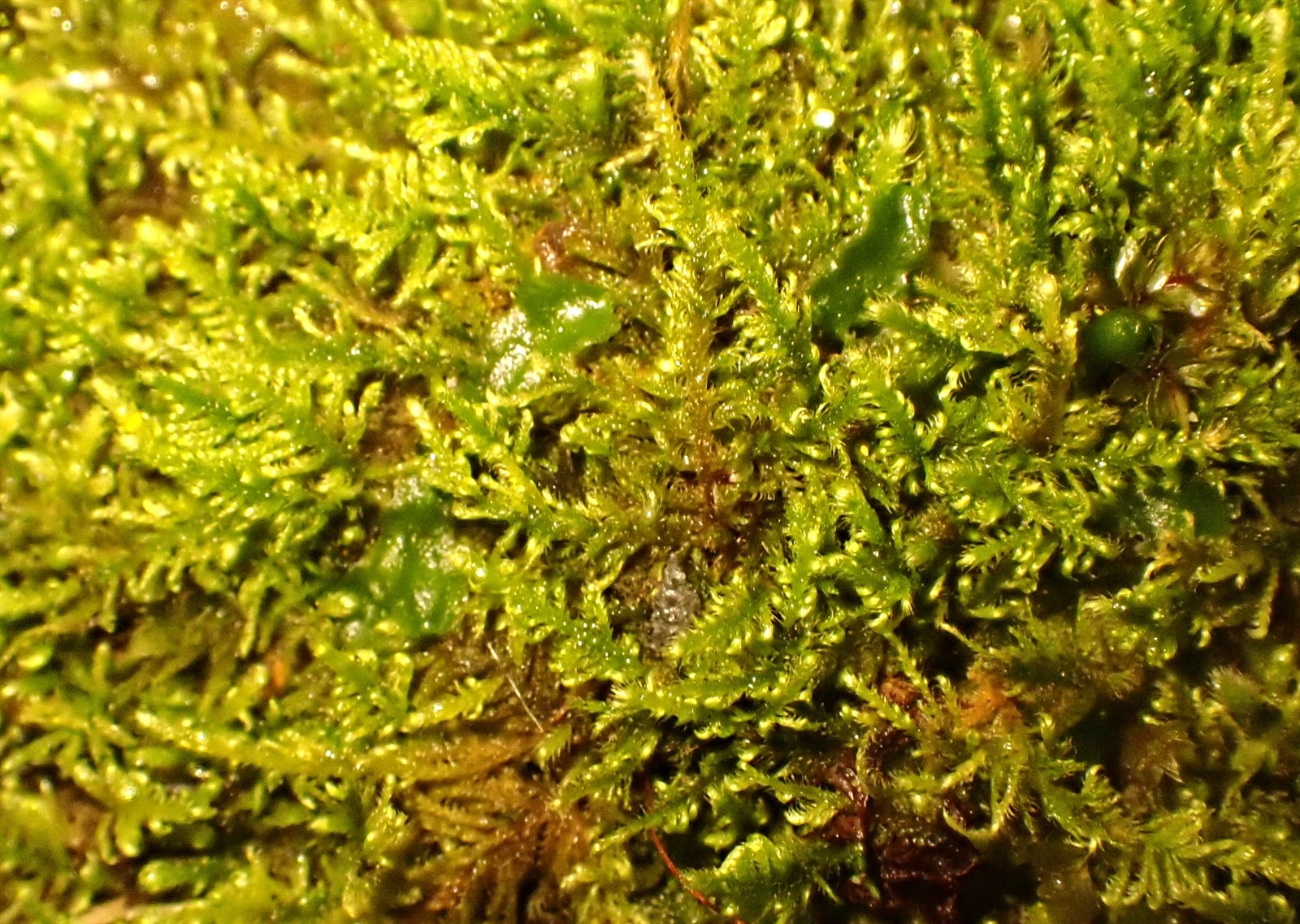 Ctenidium molluscum (Comb-moss) (alternate view 12)